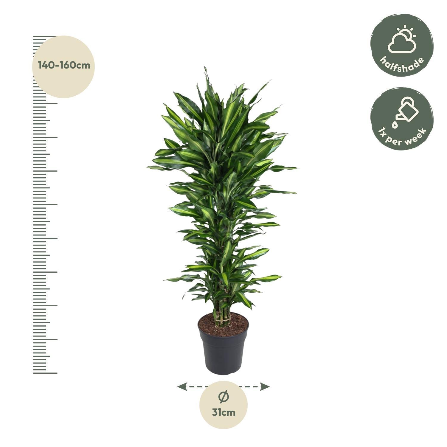 Drachenbaum Cintho - Dracaena Cintho verzweigt - 150 cm - ø31