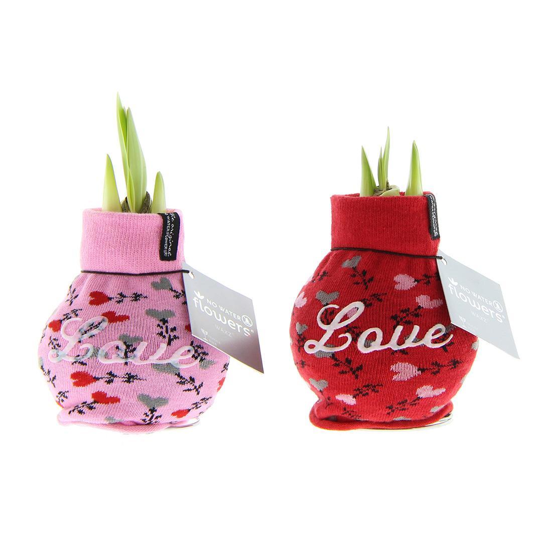 No Water Flowers® (wax amaryllis) | Fashionz Love Mix (2 pack) + Red flower