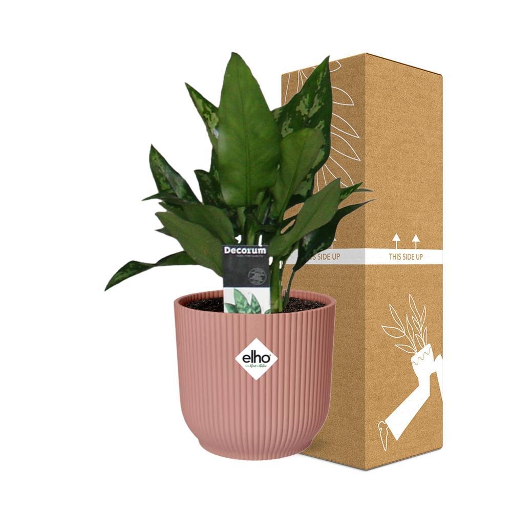 Kolbenfaden - Aglaonema Maria in ELHO Vibes Fold 14cm Topf rosa