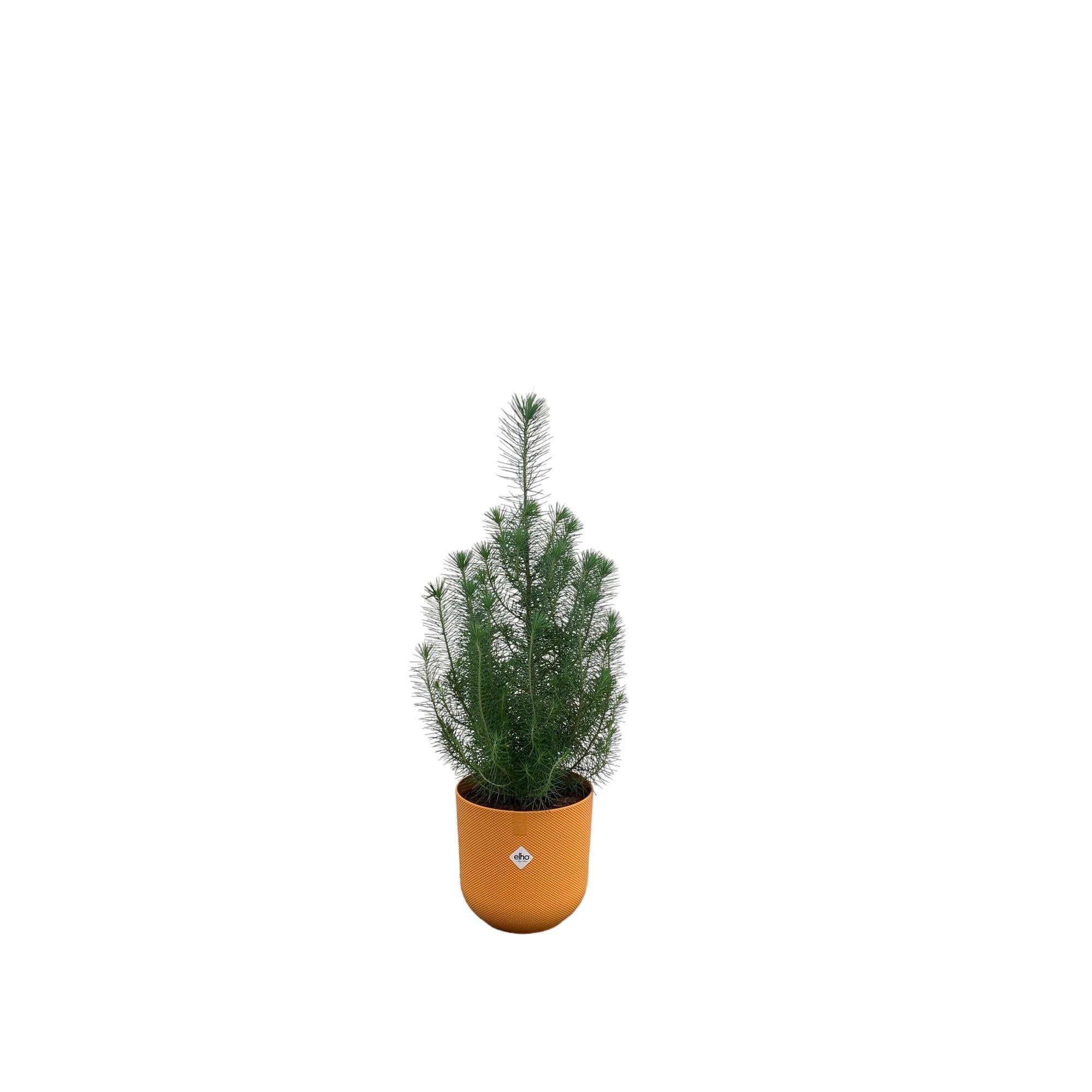 Pinus Pinea inclusief elho Jazz Round Topf Amber Yellow Ø19 - 50 cm