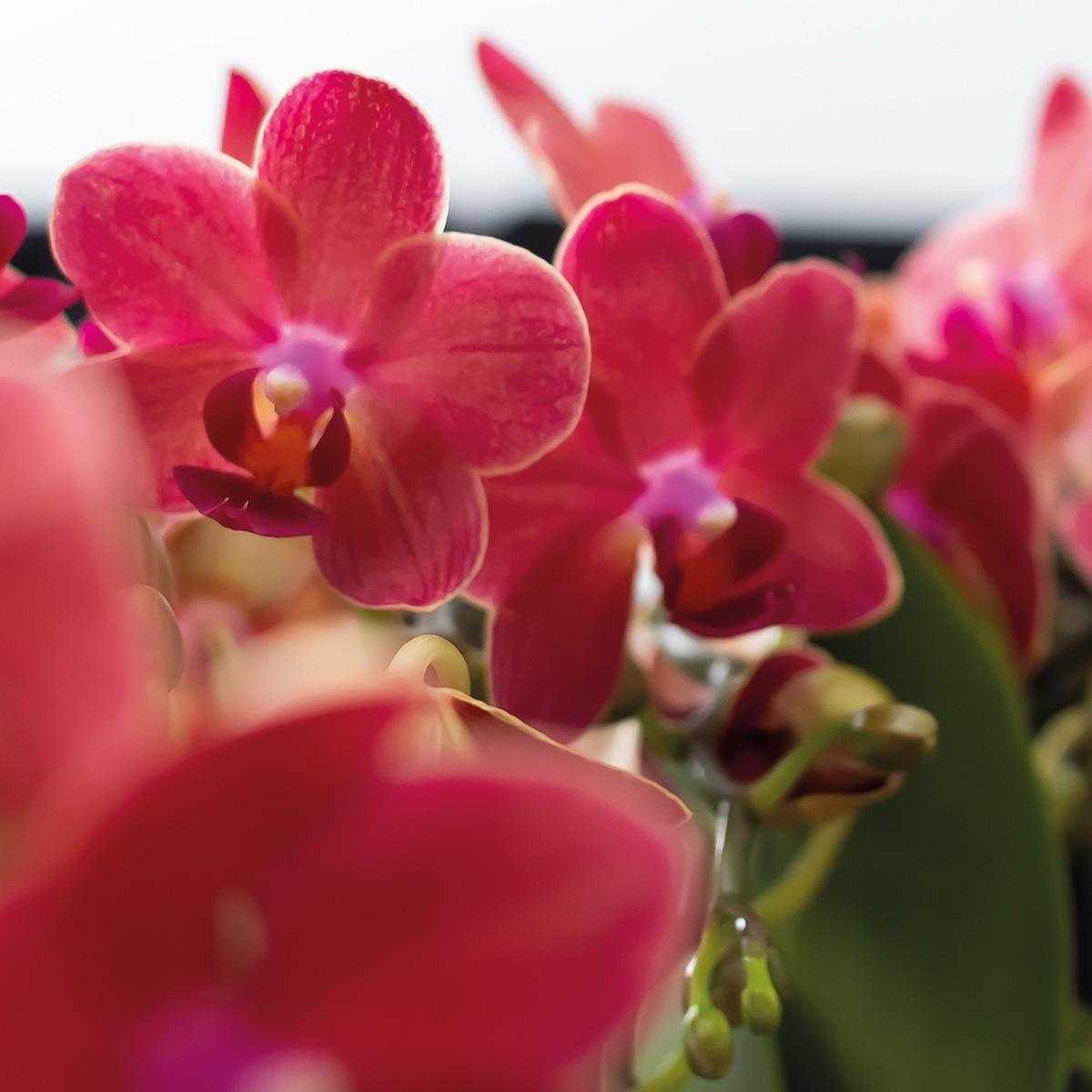 Kolibrie-orchideeën | COMBI DEAL van 2 rode Phalaenopsis orchideeën - Congo - potmaat Ø9cm bloeiende kamerplant - vers van de veredelaar