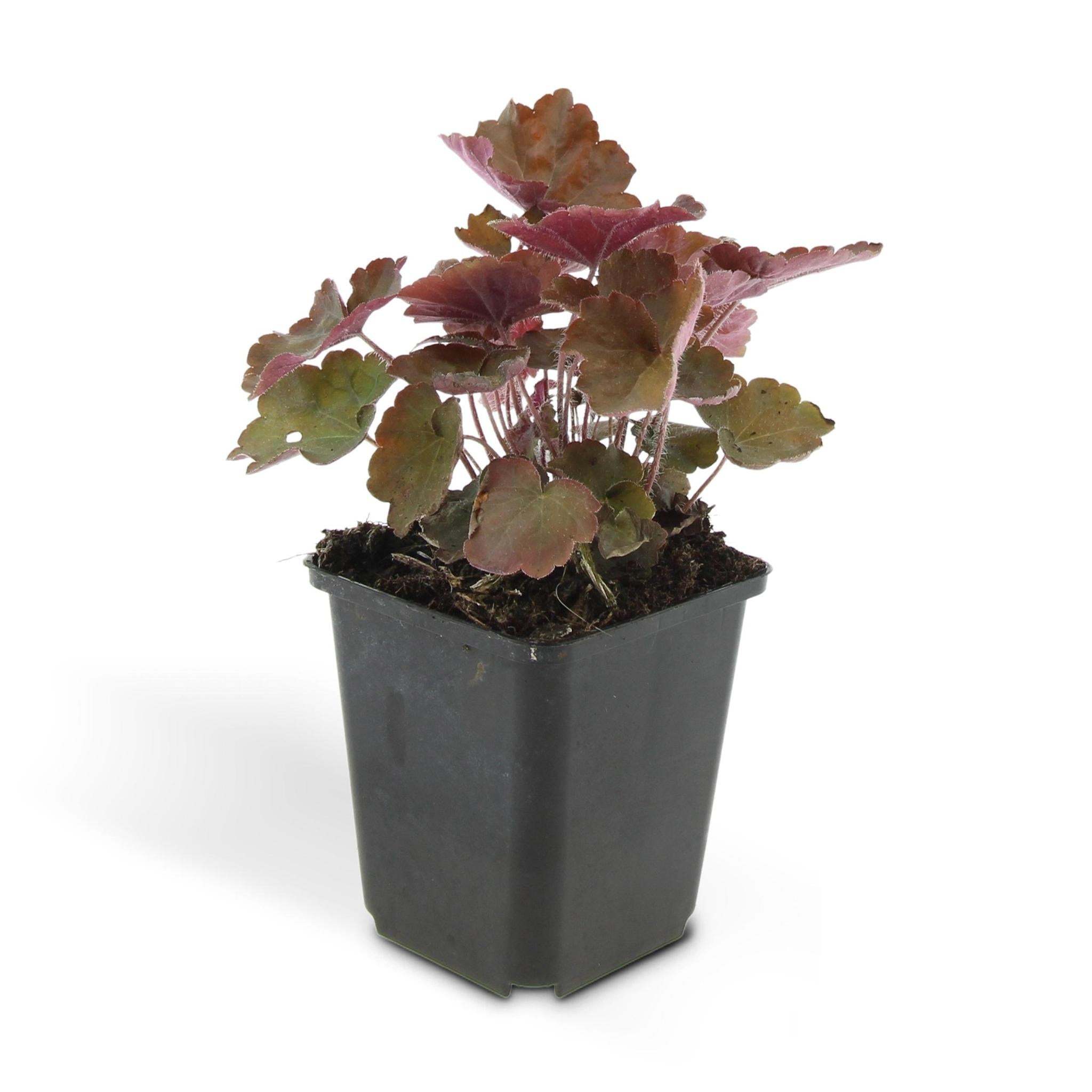 Purpurglöckchen -  Heuchera Micrantha 'Palace Purple' - ↕25cm - Ø9cm   12 Stück