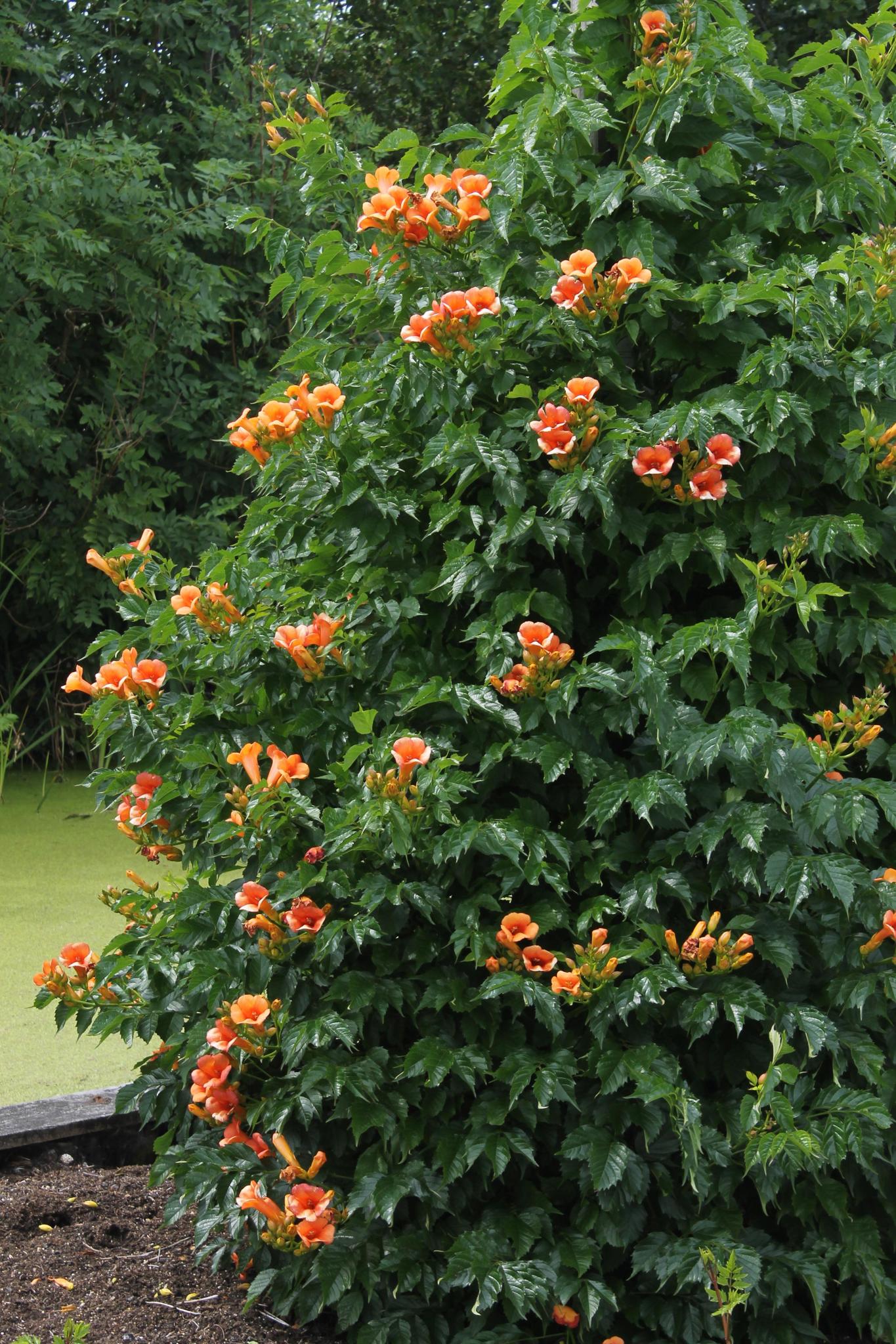 Trompetenblume Campsis Indian Summer - orange - Ø15 - ↨65cm