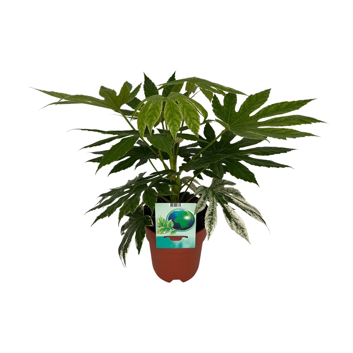 Japanische Aralie Spiderweb - Fatsia Japonica Variegata - Ø19cm - ↕60cm