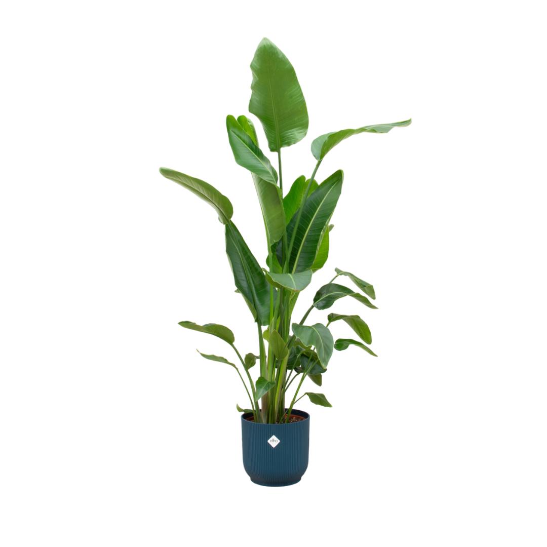 Strelitzia Nicolai inclusief elho Vibes Fold Round Topf blau Ø30 - 180 cm