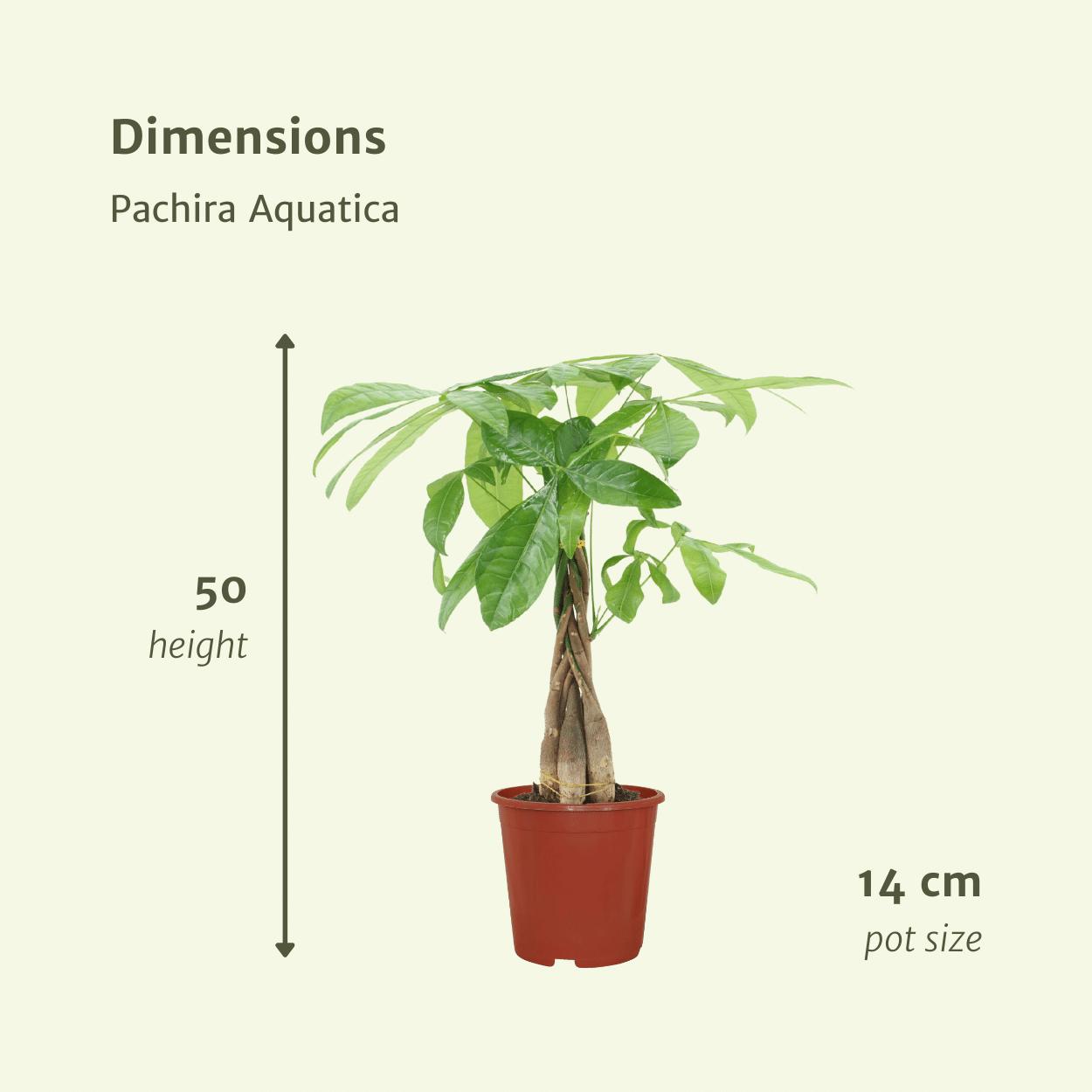 2x Pachira Aquatica - geldboom - 50cm - ø14