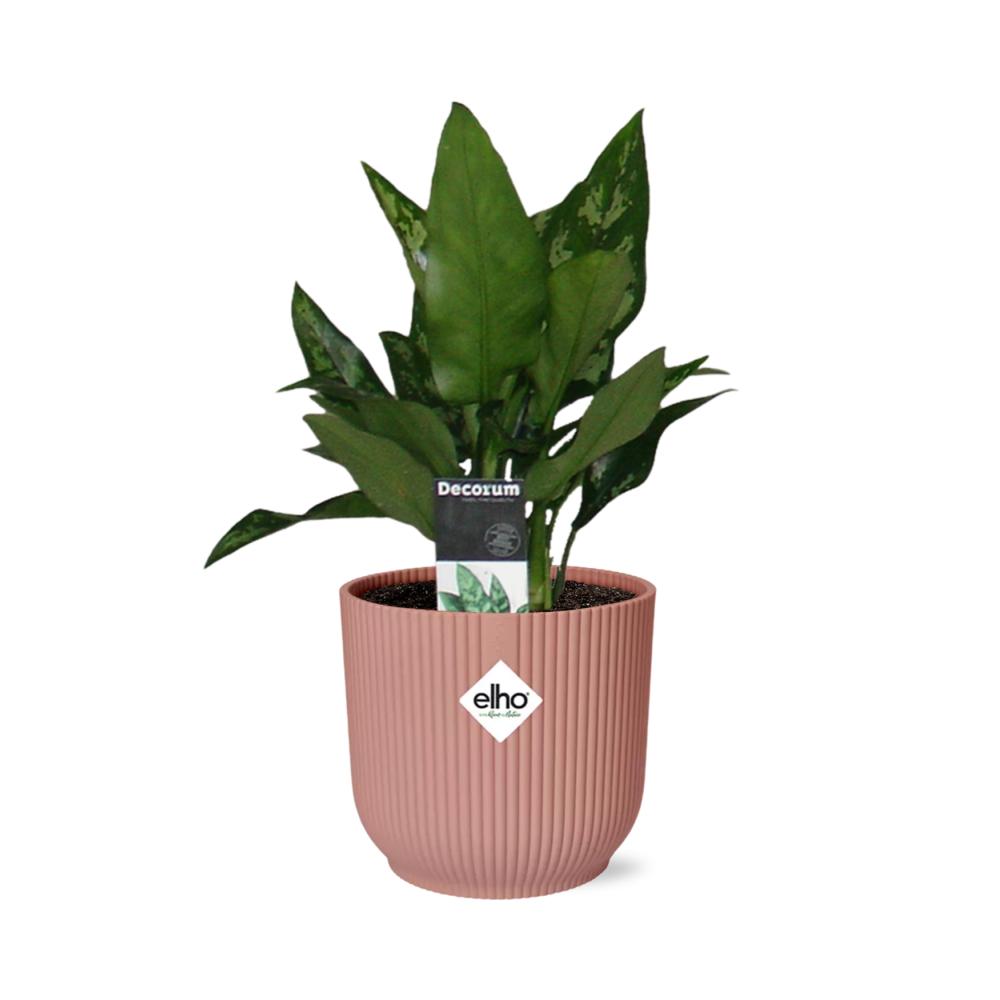 Kolbenfaden - Aglaonema Maria in ELHO Vibes Fold 14cm Topf rosa