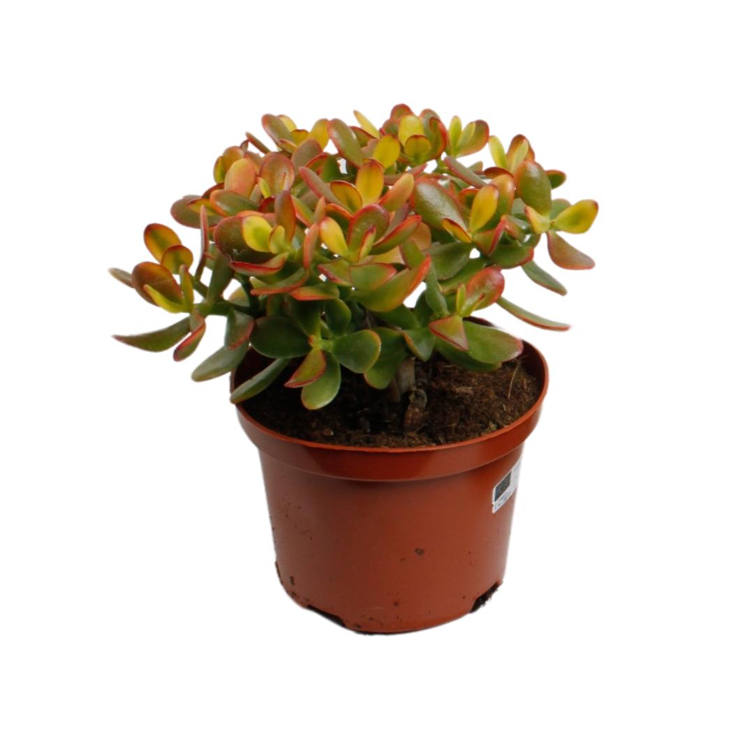 Crassula Ovata Zonsondergang - Ø17cm - ↕30cm