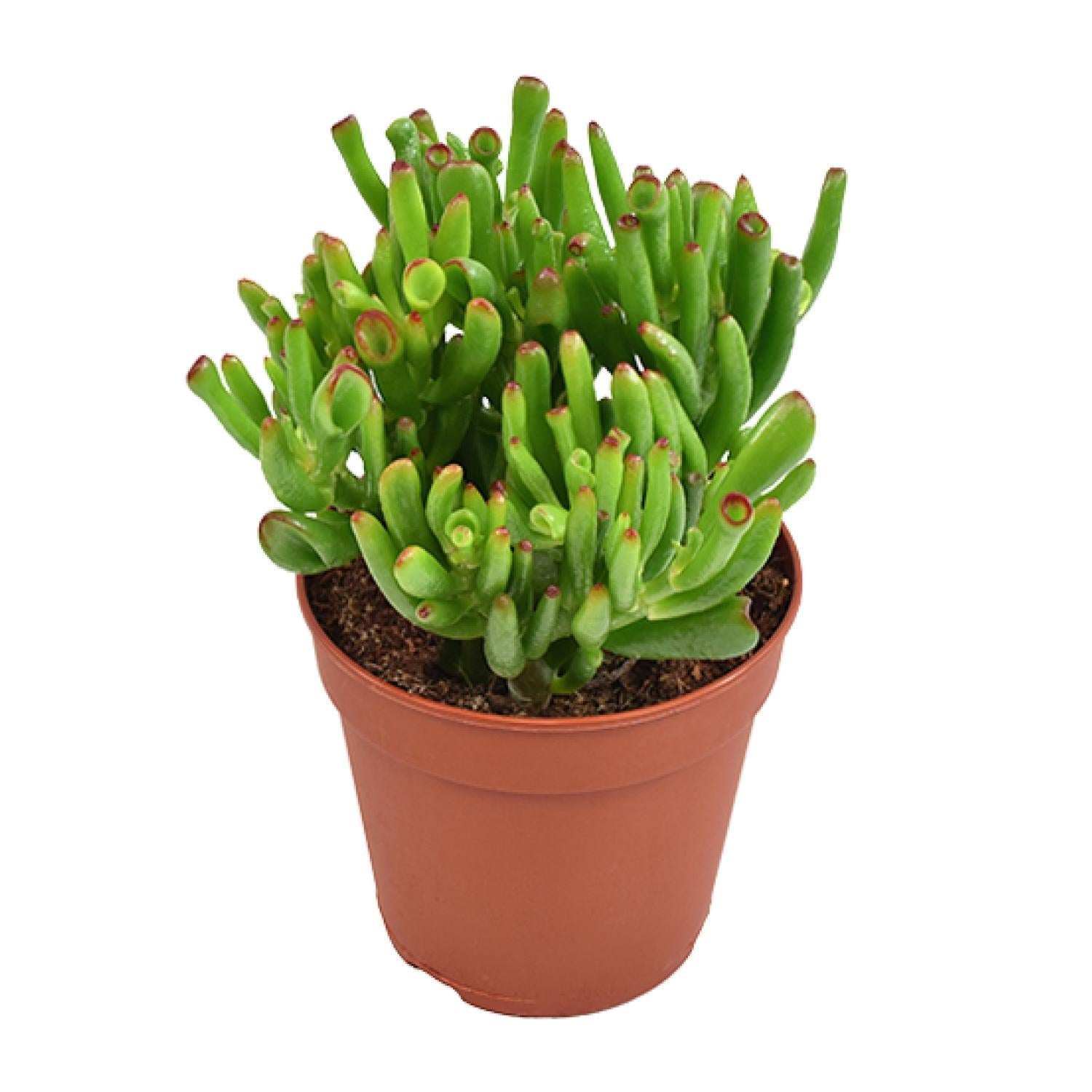 Gummibaum - Crassula Ovata Hobbit - Jadepflanze - Ø12cm - ↕23cm