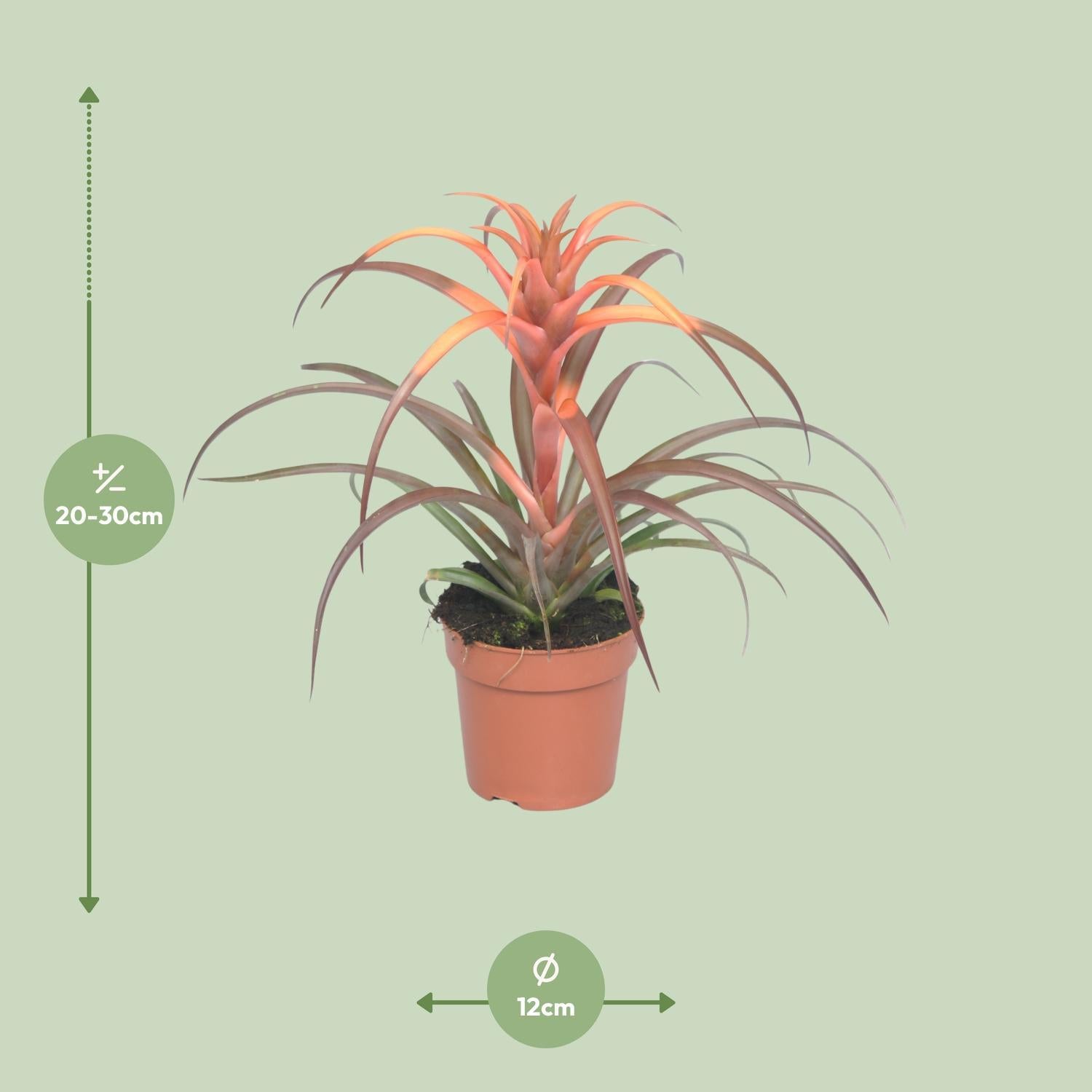 Tillandsia Capitata - Ø12cm - ↕30cm