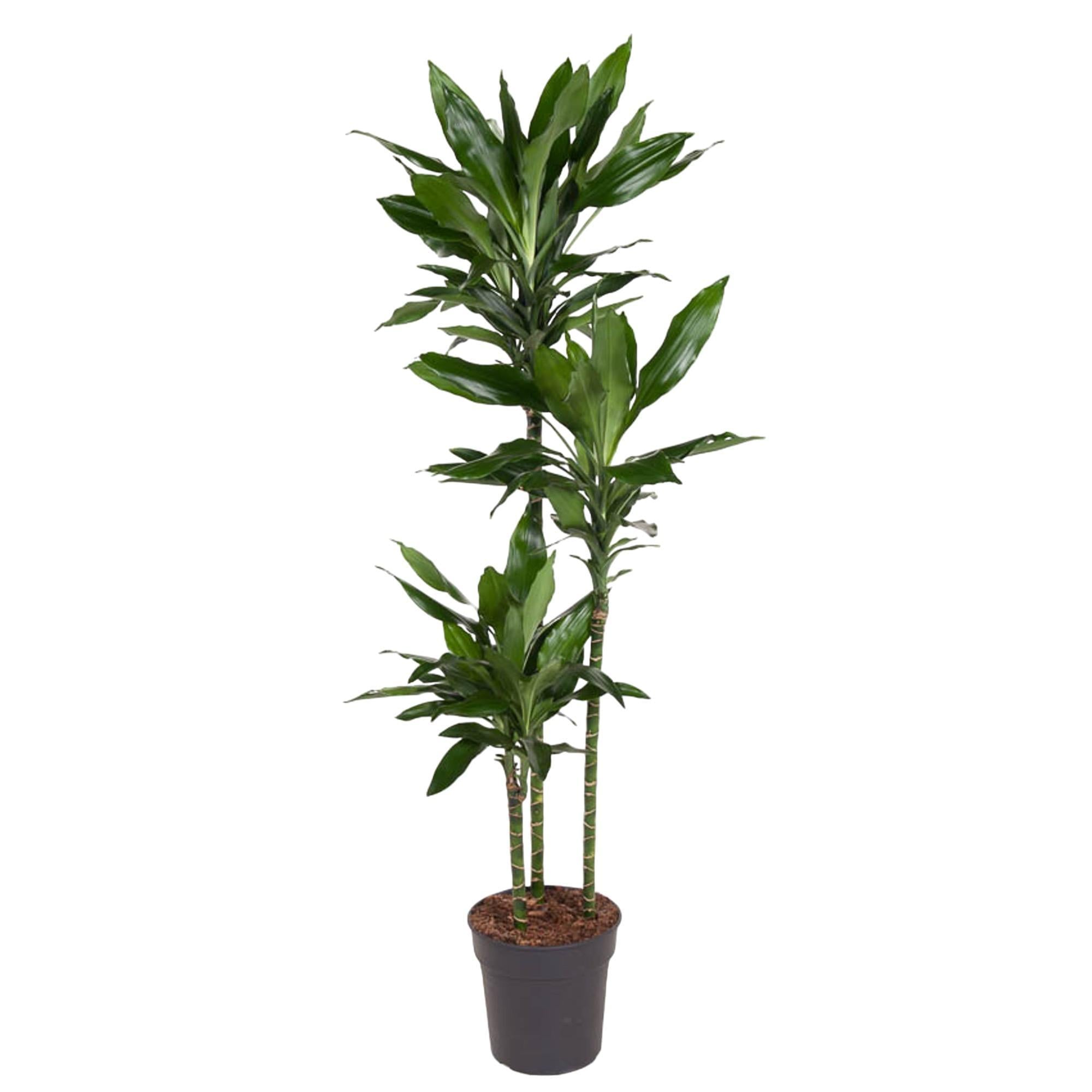 Drachenbaum Janet Lind - Dracaena Janet Lind - 160 cm - ø24