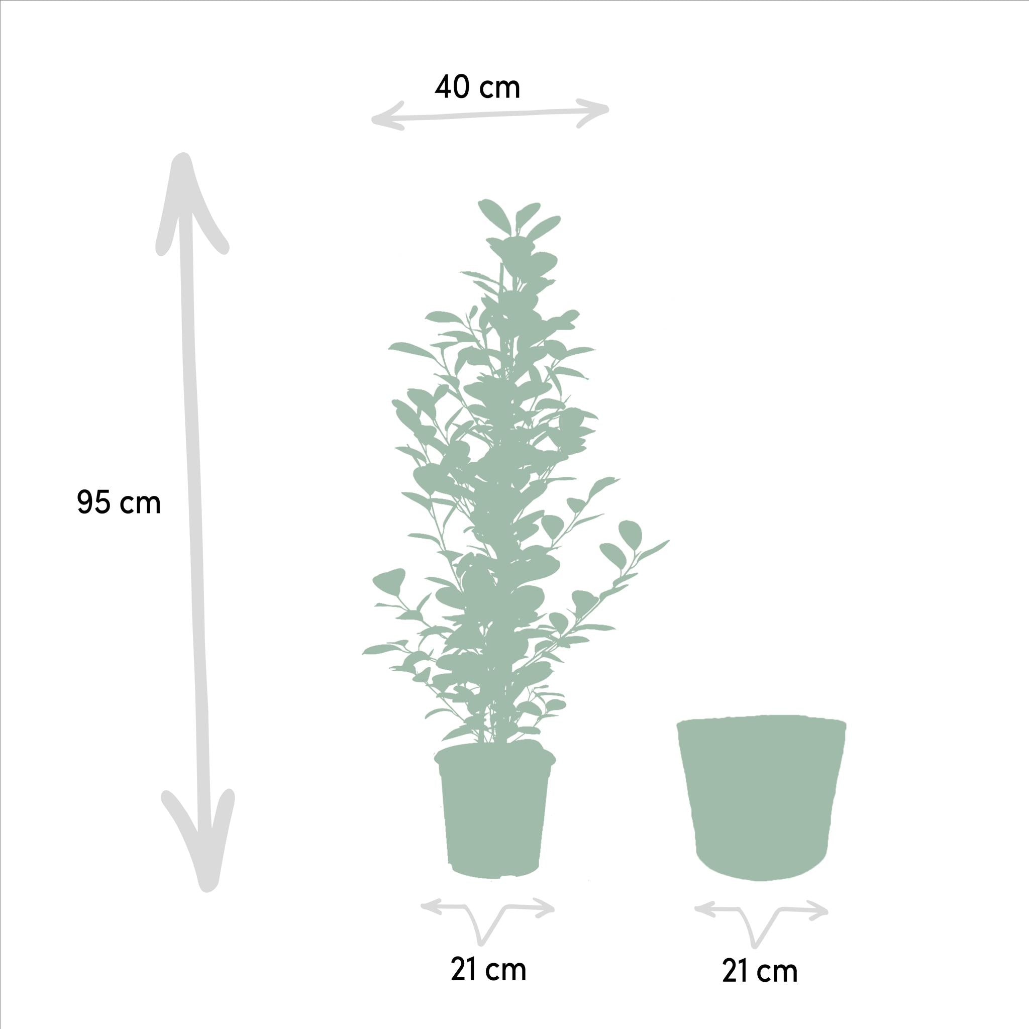 Lorbeerfeige - Ficus microcarpa Moclame - Ø21cm - ↕95cm + Korb Selin