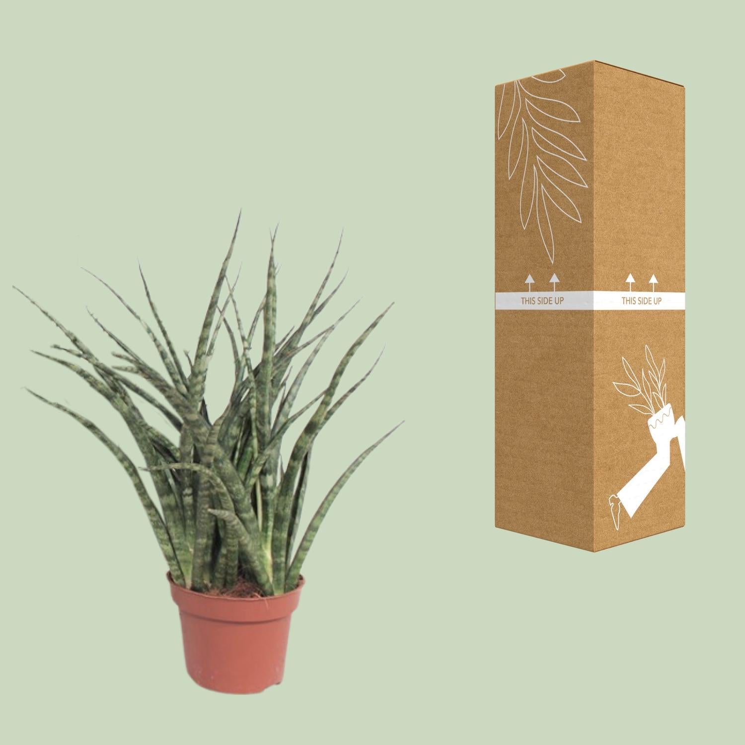 Sansevieria Varenhout Punk - Ø12cm - ↕35cm