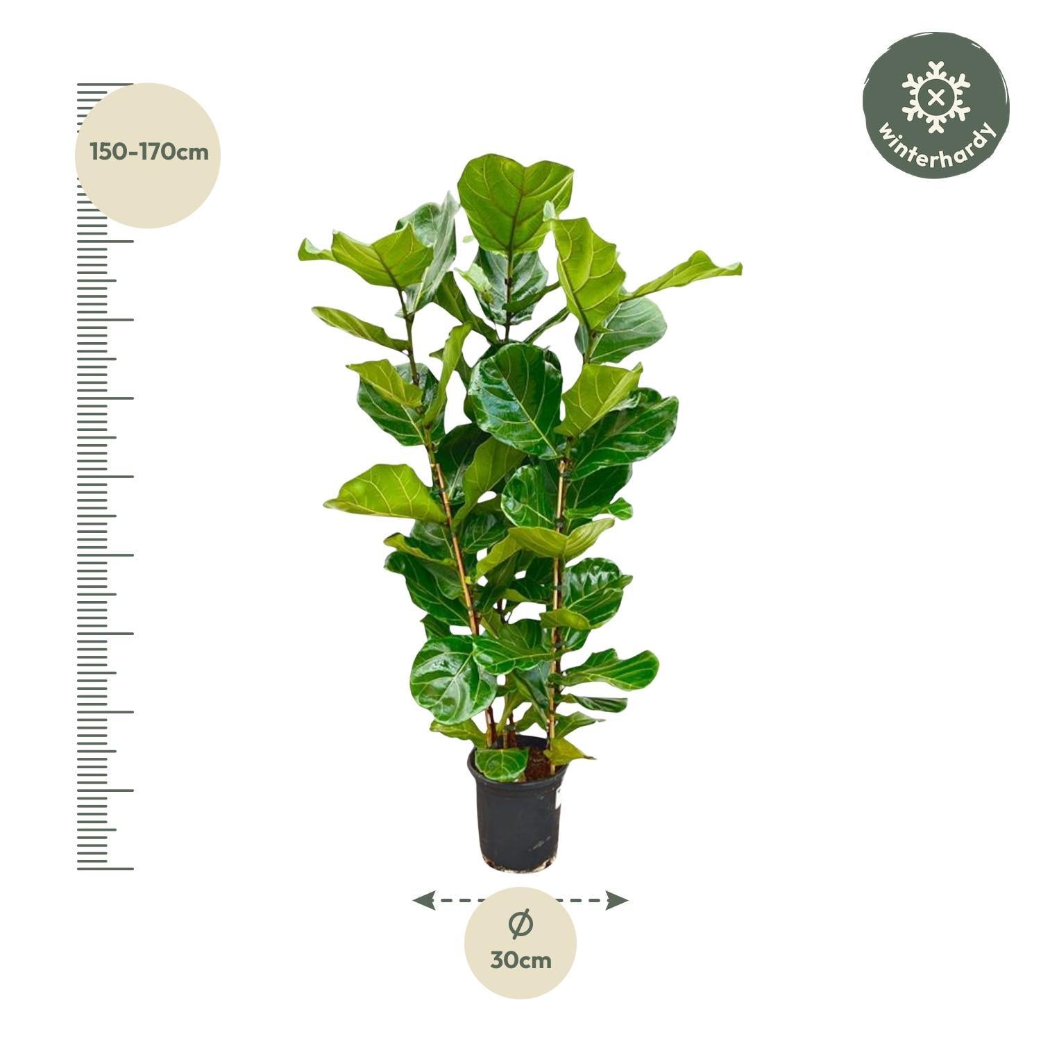 Geigenfeige - Ficus Lyrata Strauch - 160 cm - Ø30