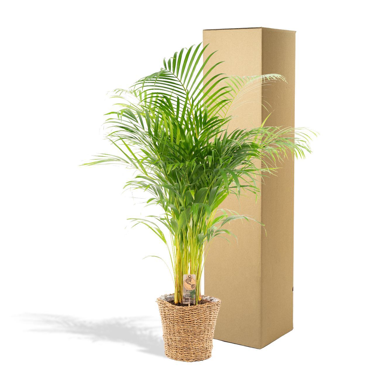 Arecapalme Dypsis lutescens mit Korb - ↨110cm -Ø21cm