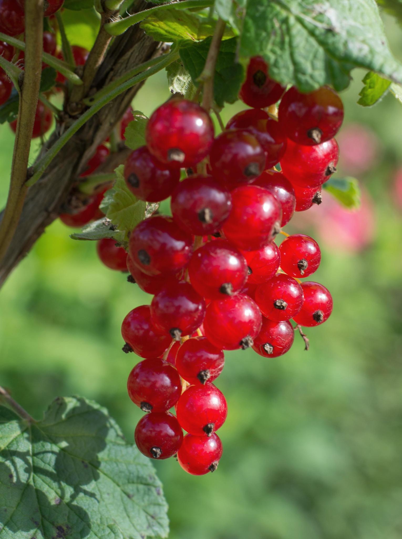 Ribes rubrum - rote Johannisbeere 'Jonkheer van Tets' - ↨45cm - Ø13