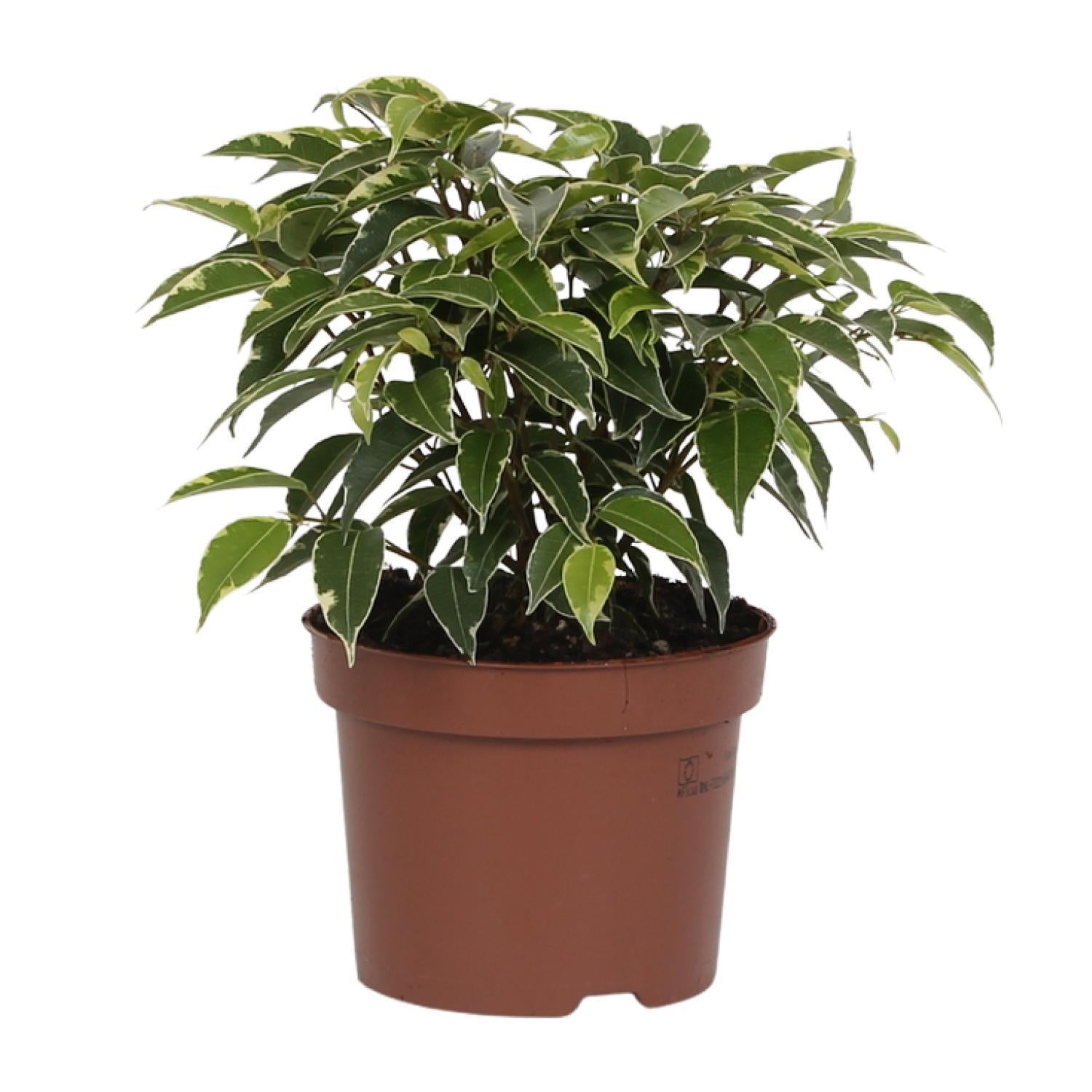 Birkenfeige - Ficus Benjamina Kinky - Ø12cm - ↕20cm