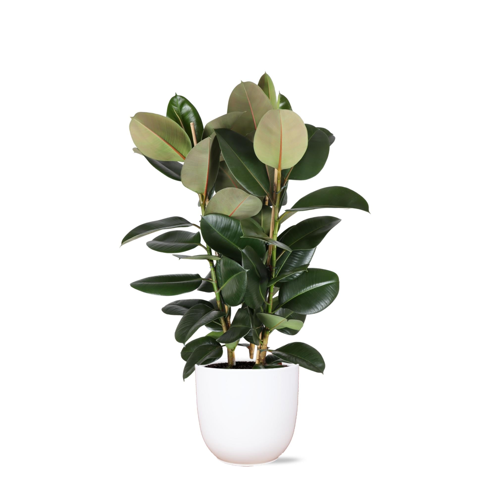 Gummibaum Ficus Elastica Robusta Ø27cm - ↕115cm in Boule Topf weiß