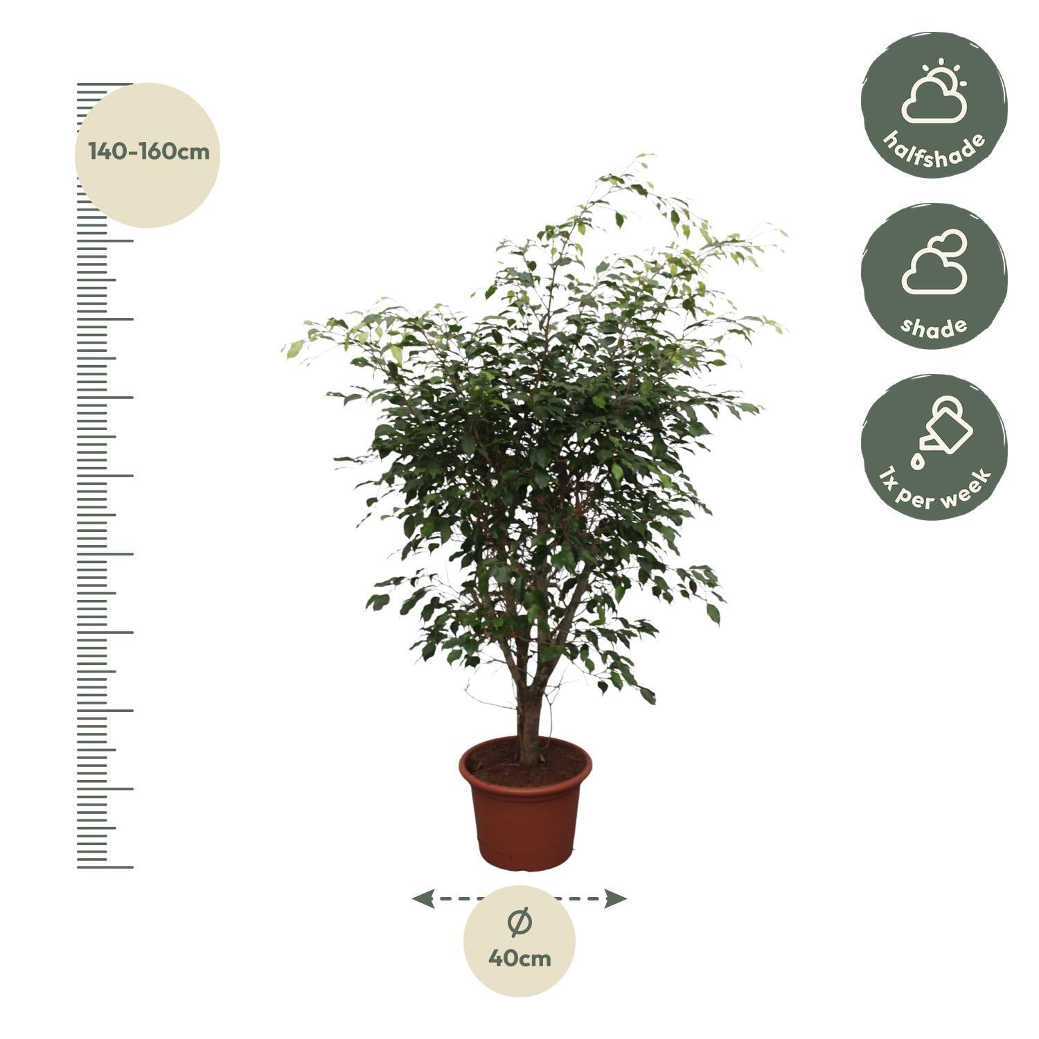 Birkenfeige - Ficus Benjamina Exotica verzweigt - 150 cm - ø40