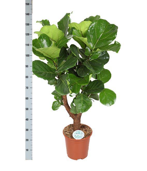 Geigenfeige - Ficus Lyrata Ø27cm ↕130cm in Boule Topf olive