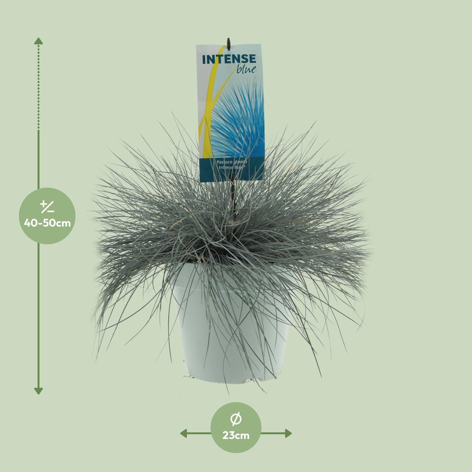 Ziergras - Festuca Glauca Intense Blue - Ø23cm - ↕50cm