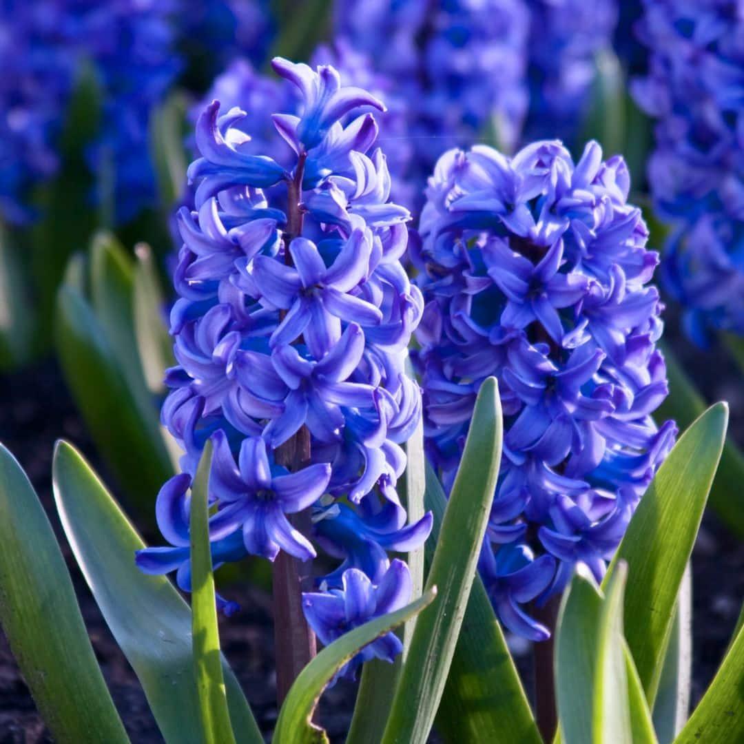 Frühlingsblumenzwiebeln Mix - Hyazinthe und Krokuse - Blau und Lila - 30 Blumenzwiebeln