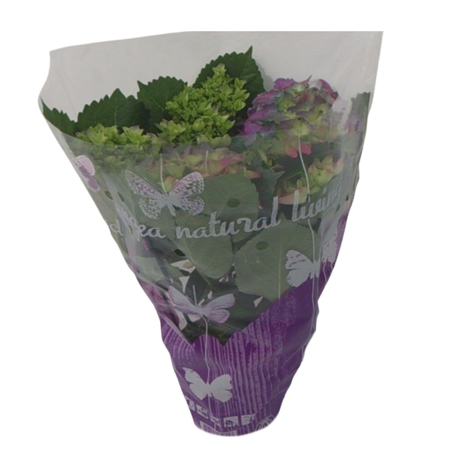 Hortensia Roos - Ø14cm - ↕35cm