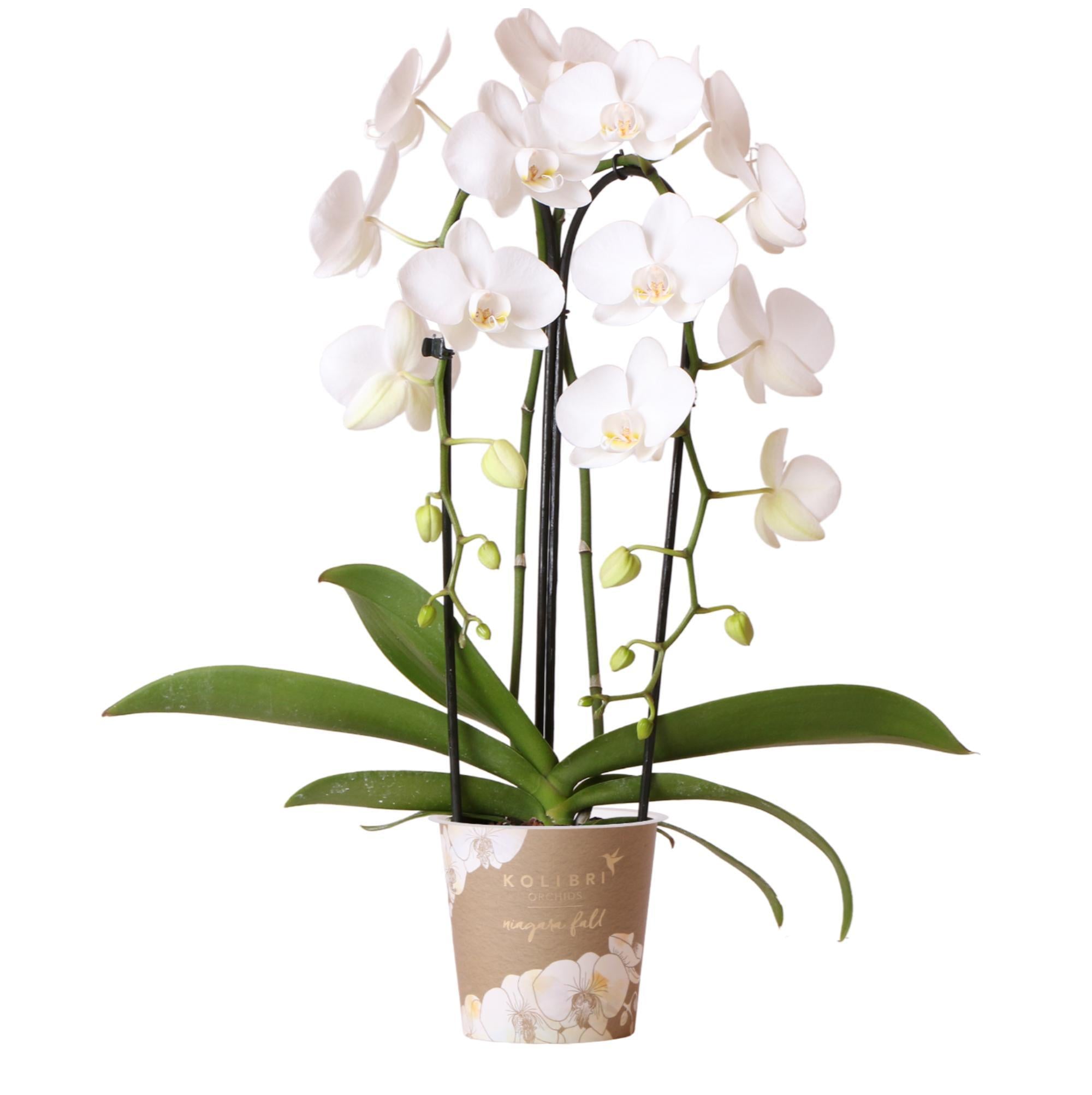 Orchidee weiße Phalaenopsis - Niagara Fall - Topfgröße Ø12cm | blühende Zimmerpflanze - frisch vom Züchter