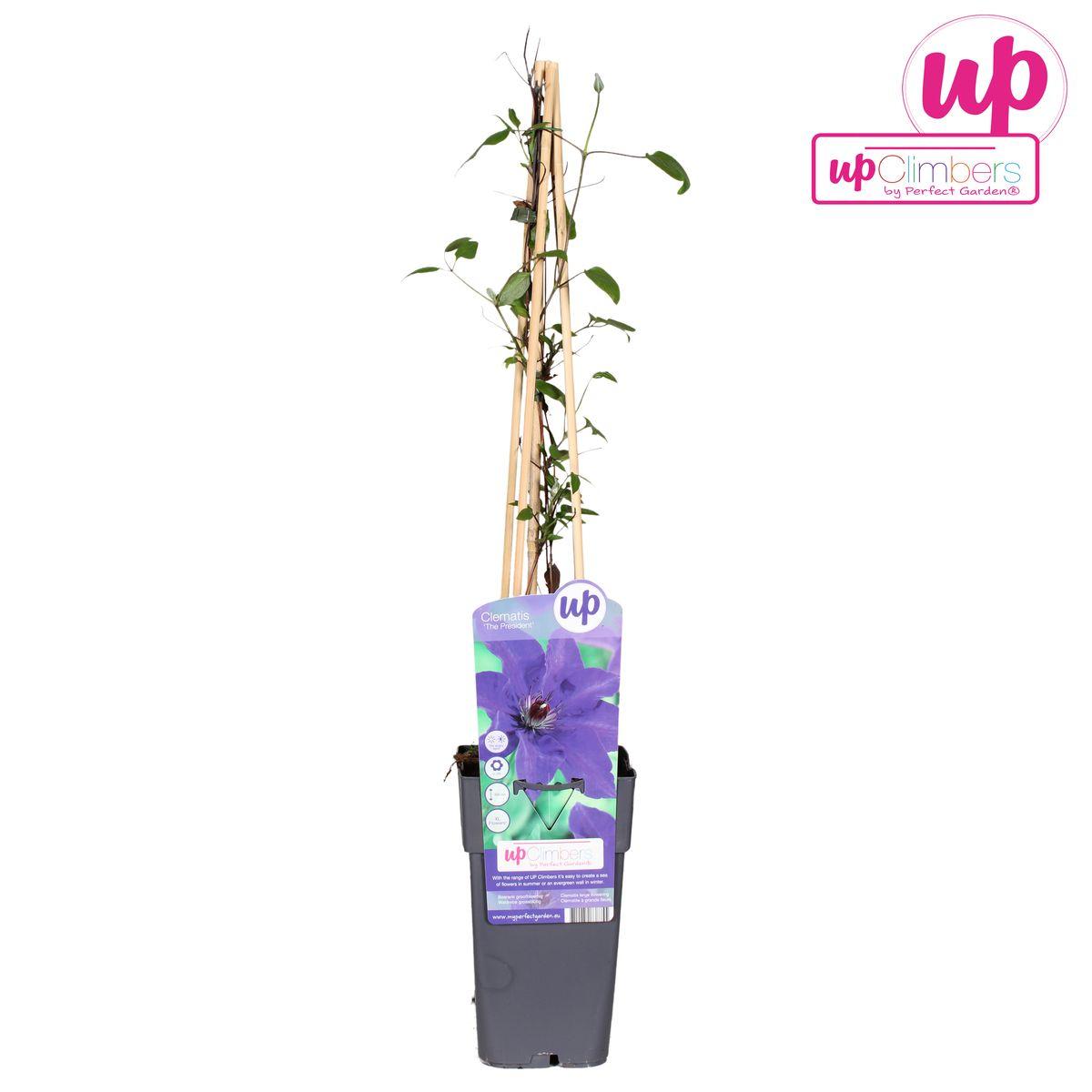 Clematis The President - Waldrebe lilablau - ↨65cm - Ø15