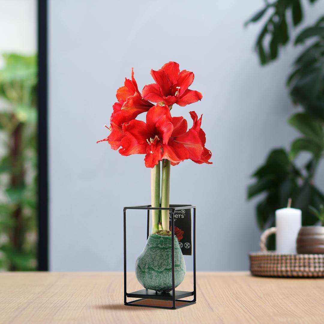 No Water Flowers® (wax amaryllis) | Formz Industrial - Green + Red flower