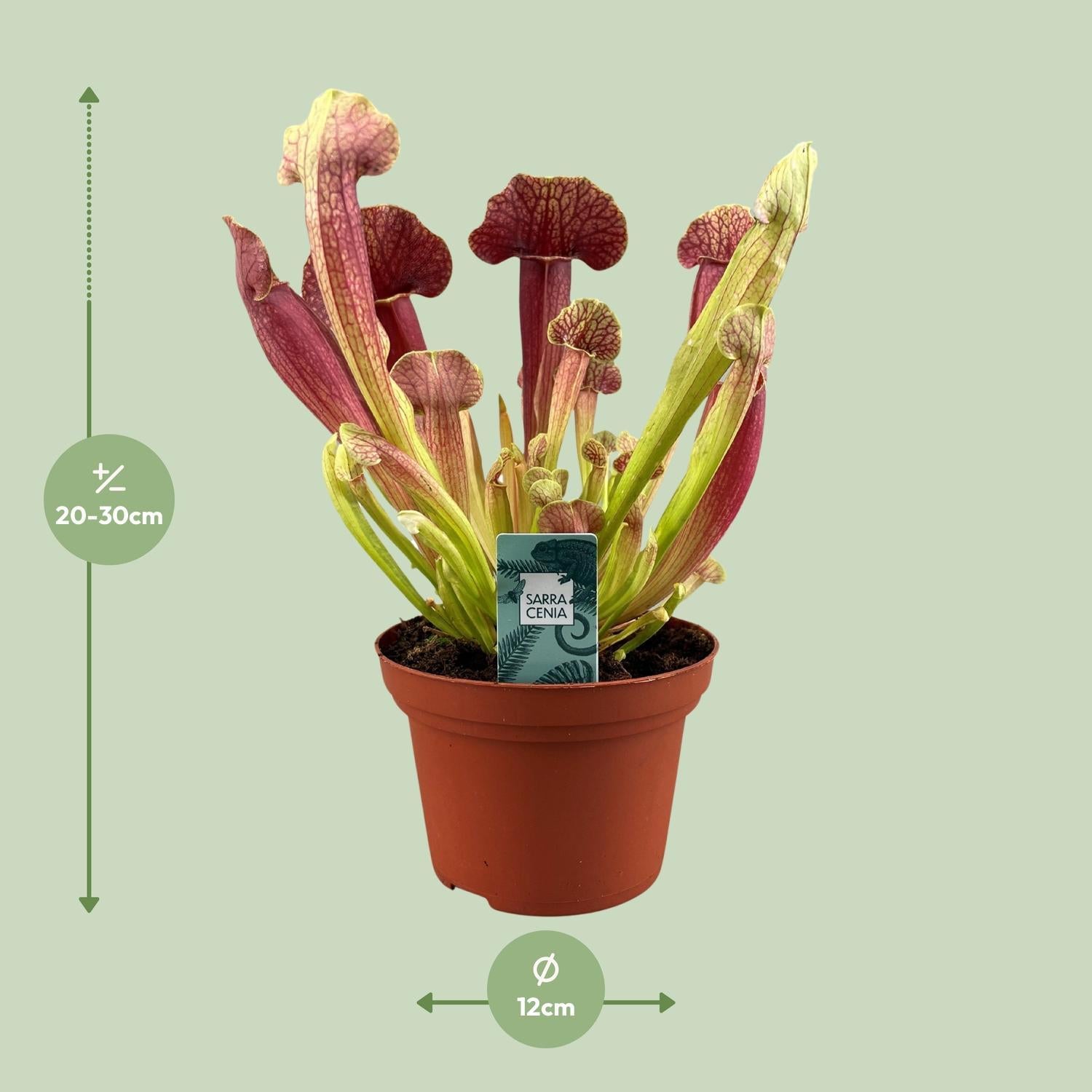 Sarracenia Barba - Ø12cm - ↕25cm