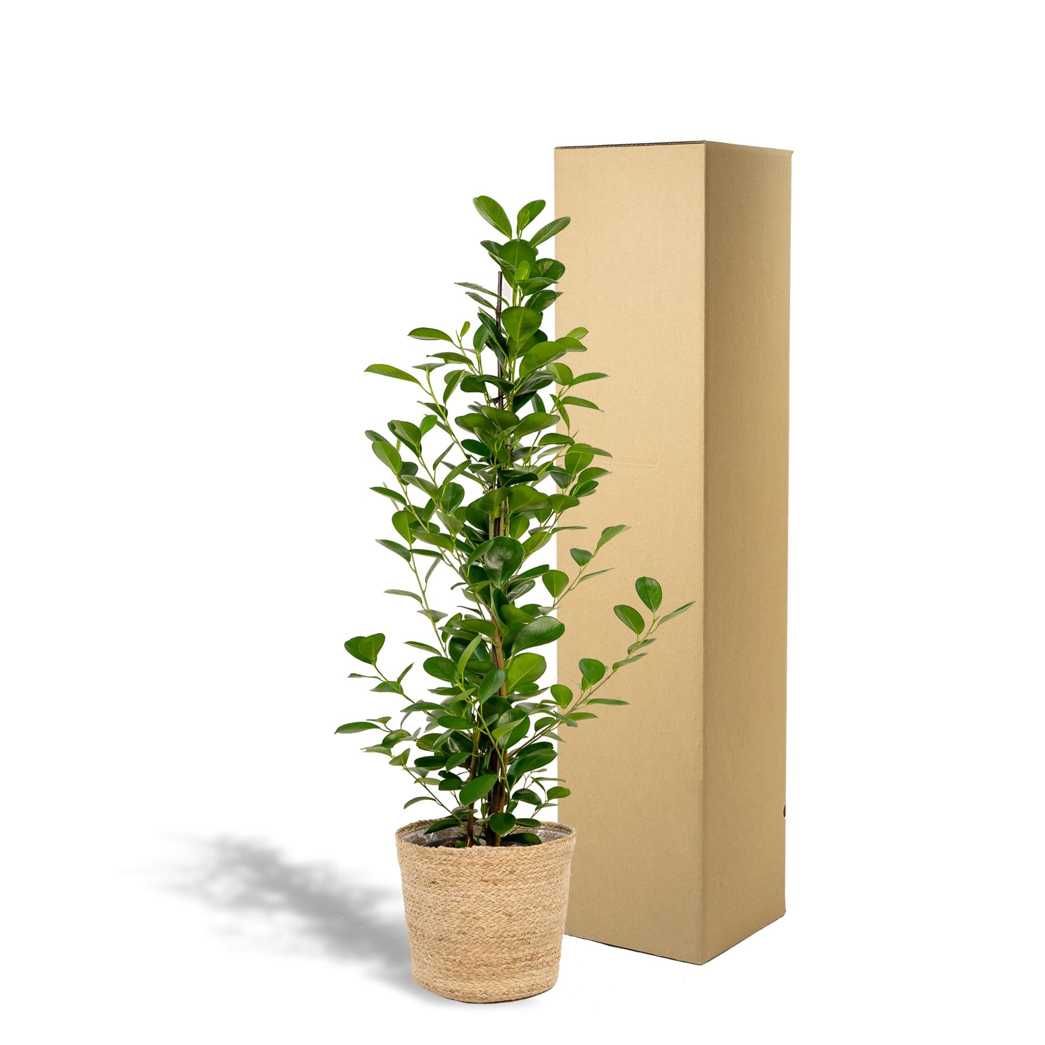 Lorbeerfeige - Ficus microcarpa Moclame - Ø21cm - ↕95cm + Korb Selin