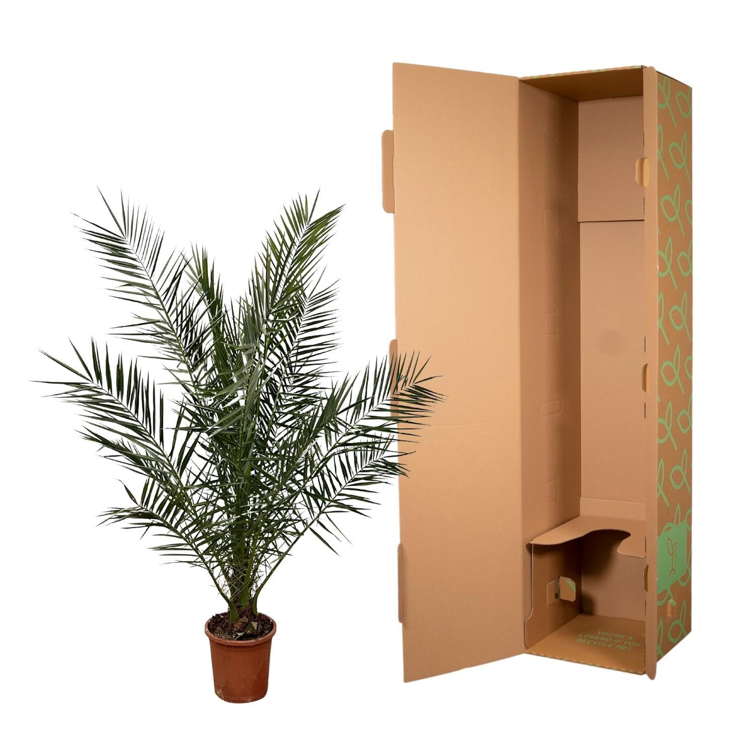 Phoenix Canariensis - 180 cm - Ø24cm