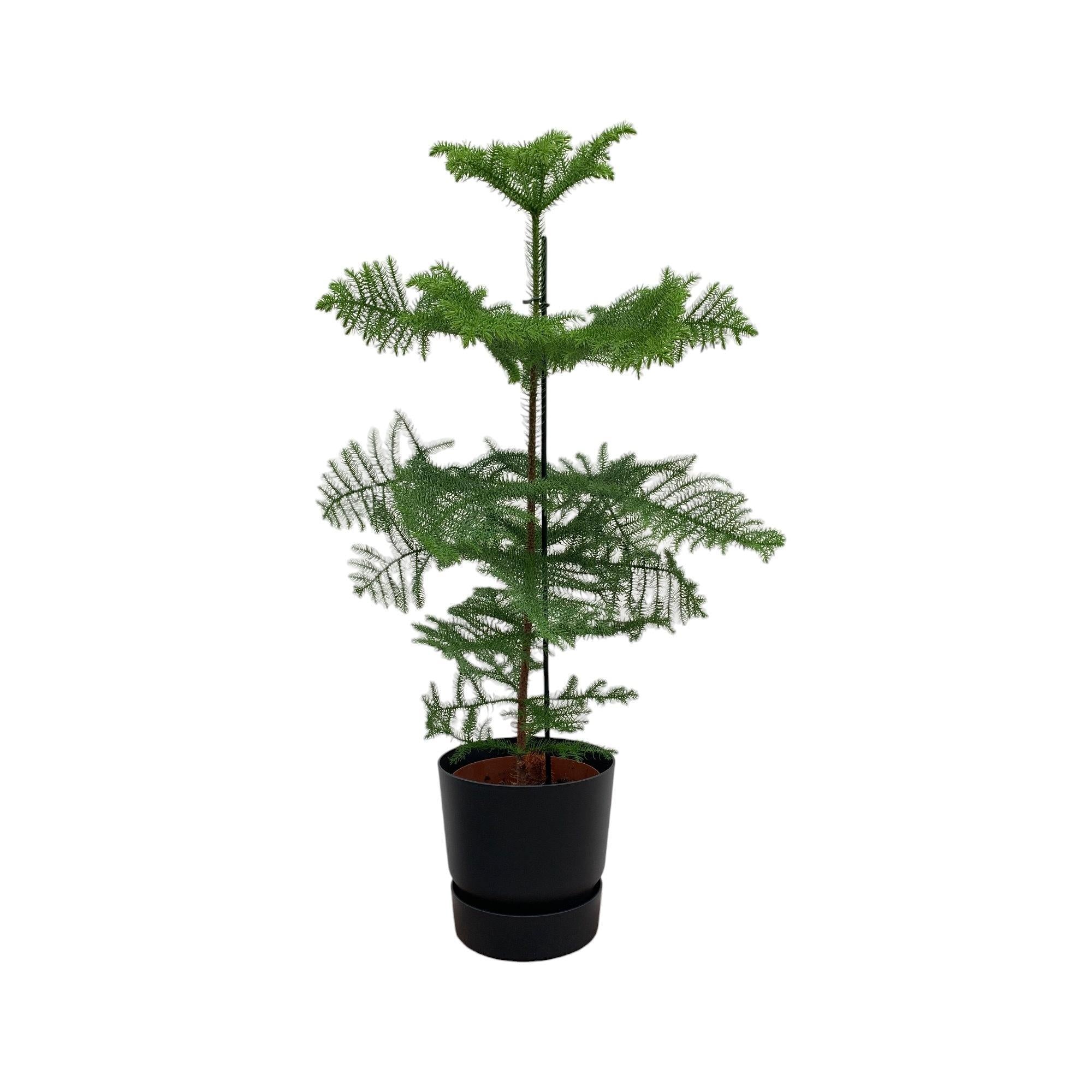 Araucaria (kamerden) inklusive elho Greenville Round Topf  schwarz  Ø25 - 100 cm