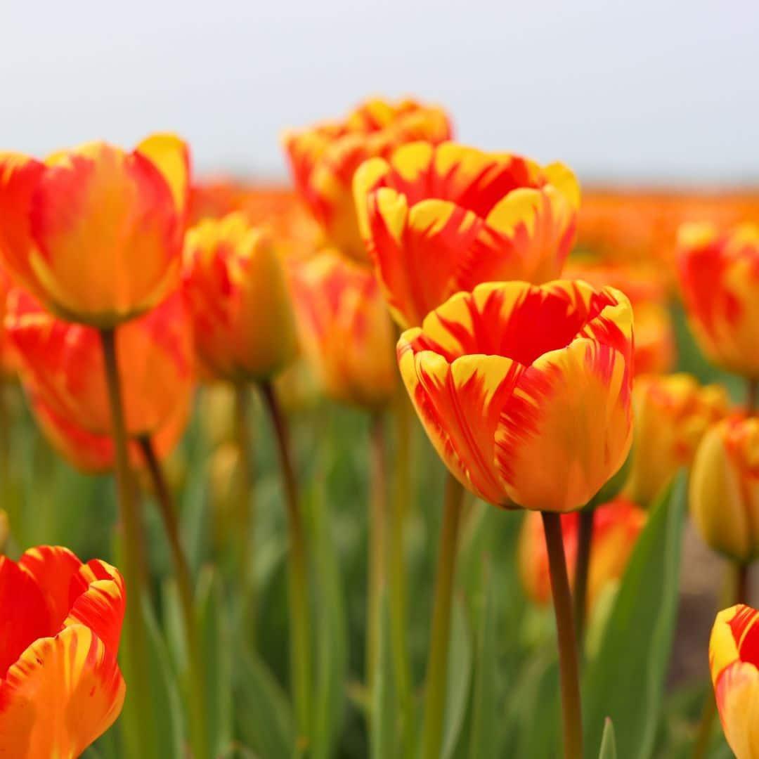 Tulpe Nadine's Happiness weiß und gelb-rot - 30 Blumenzwiebeln - Größe 12+