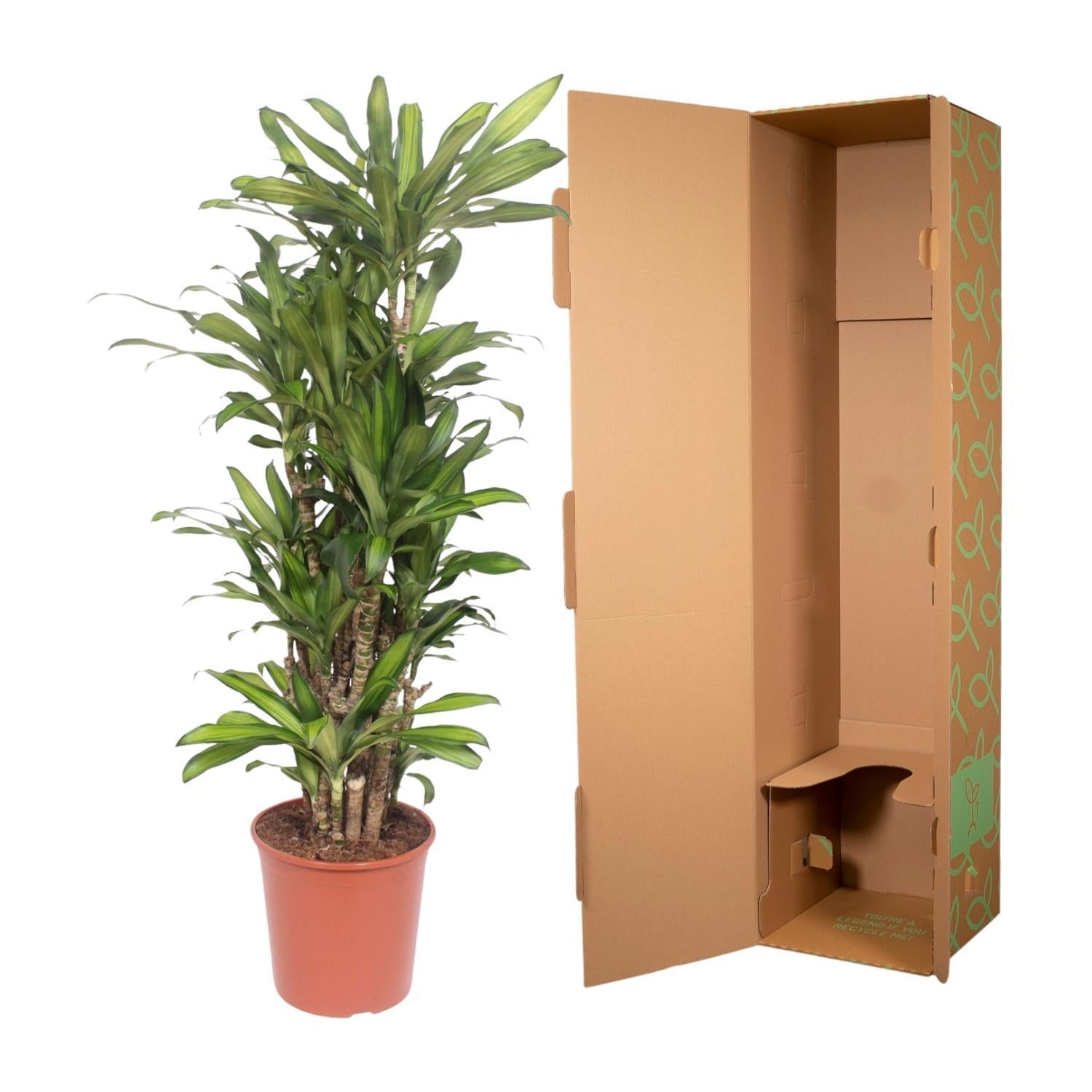 Drachenbaum Eve - Dracaena Eve - 160 cm  - ø30