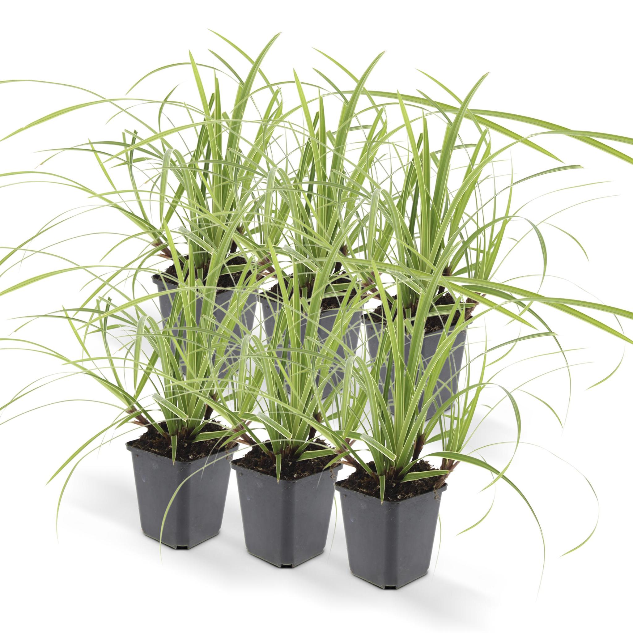 Ziergras Irish Green - Carex morrowii 'Ice Dance' - ↕10-25cm - Ø9cm - 6 Stück