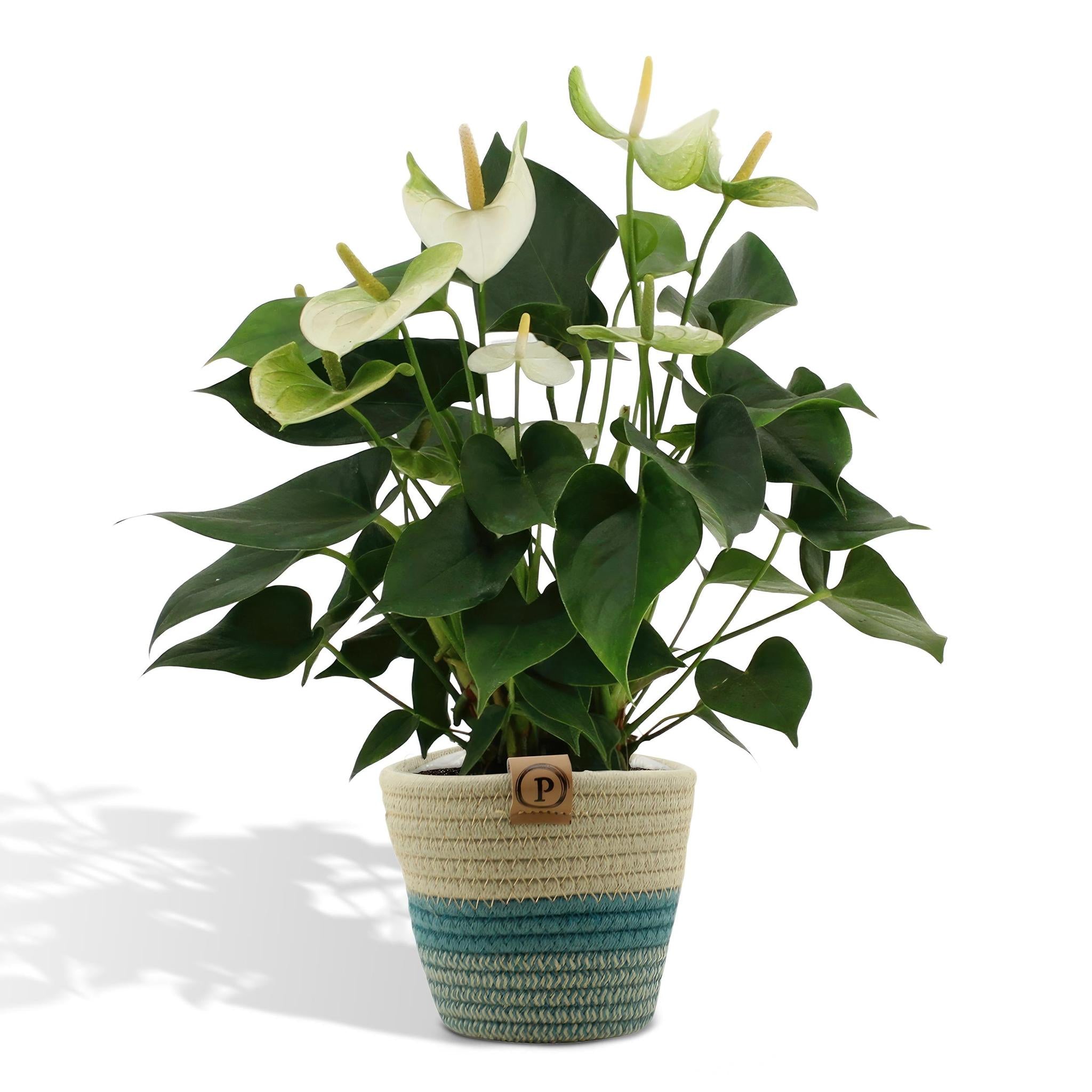 Anthurium andreanum Namora incl. PURE Korb - 45cm - Ø12