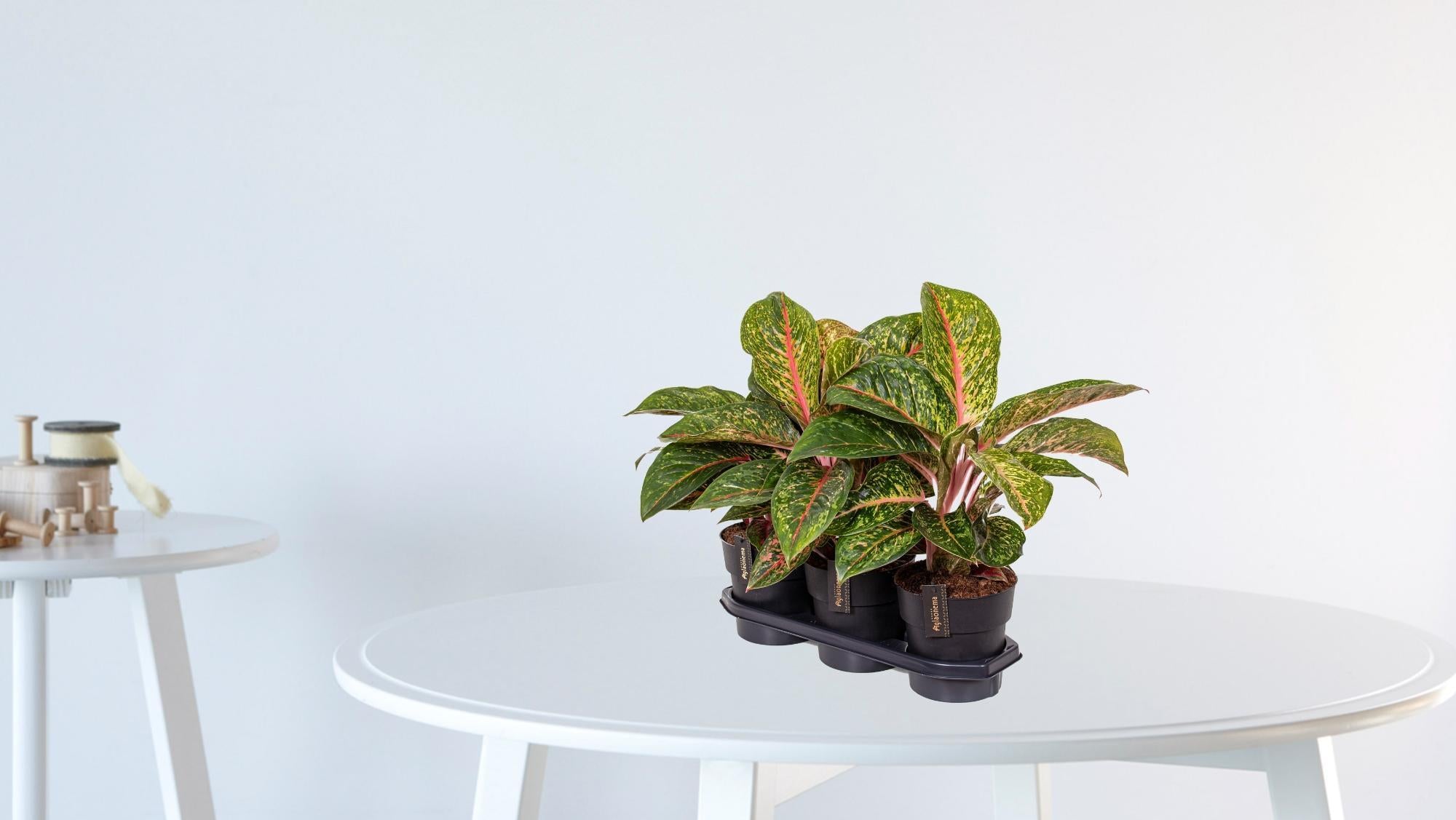 Aglaonema Lychee Red