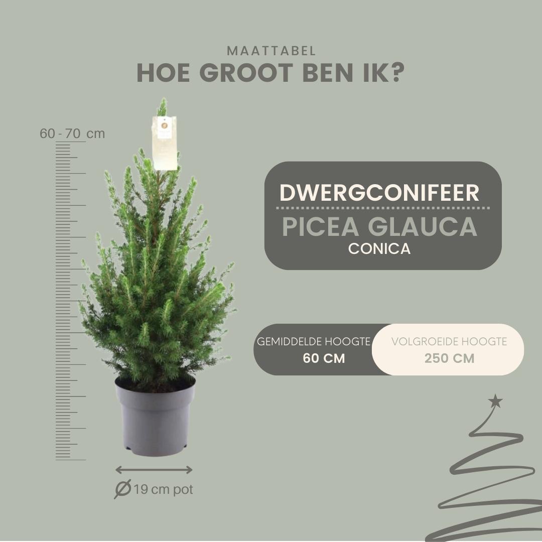 Kleiner Weihnachtsbaum - Picea glauca Conica 'December' Ø19