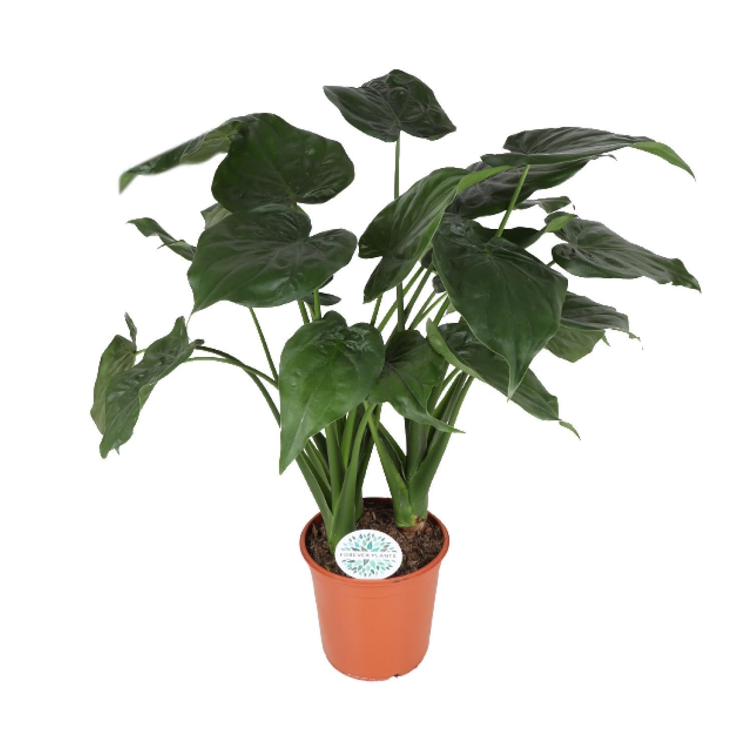 Elefantenohr - Alocasia Cucullata - Ø24cm - ↕75cm