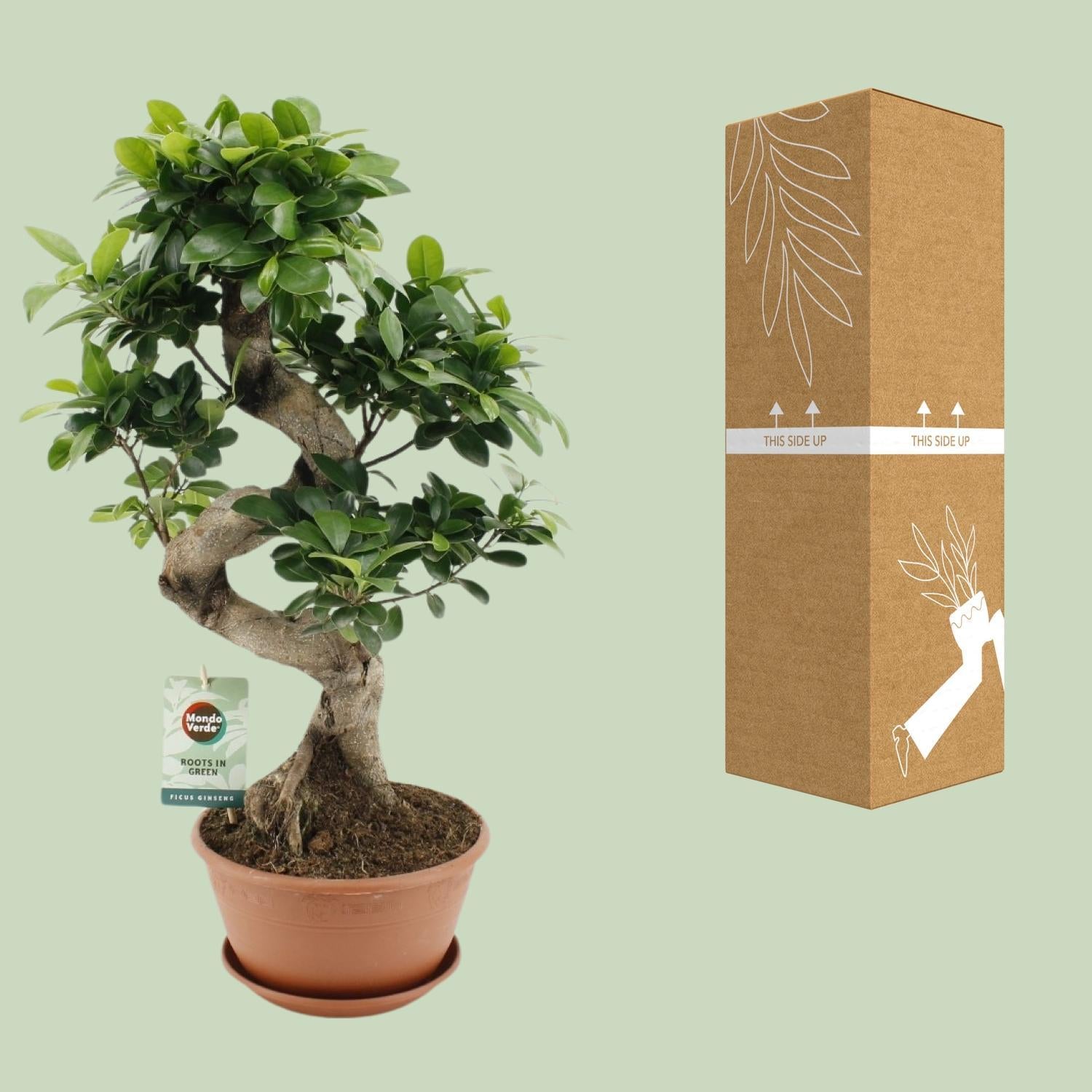 Ficus microcarpa Ginseng - Ø22cm - ↕60cm