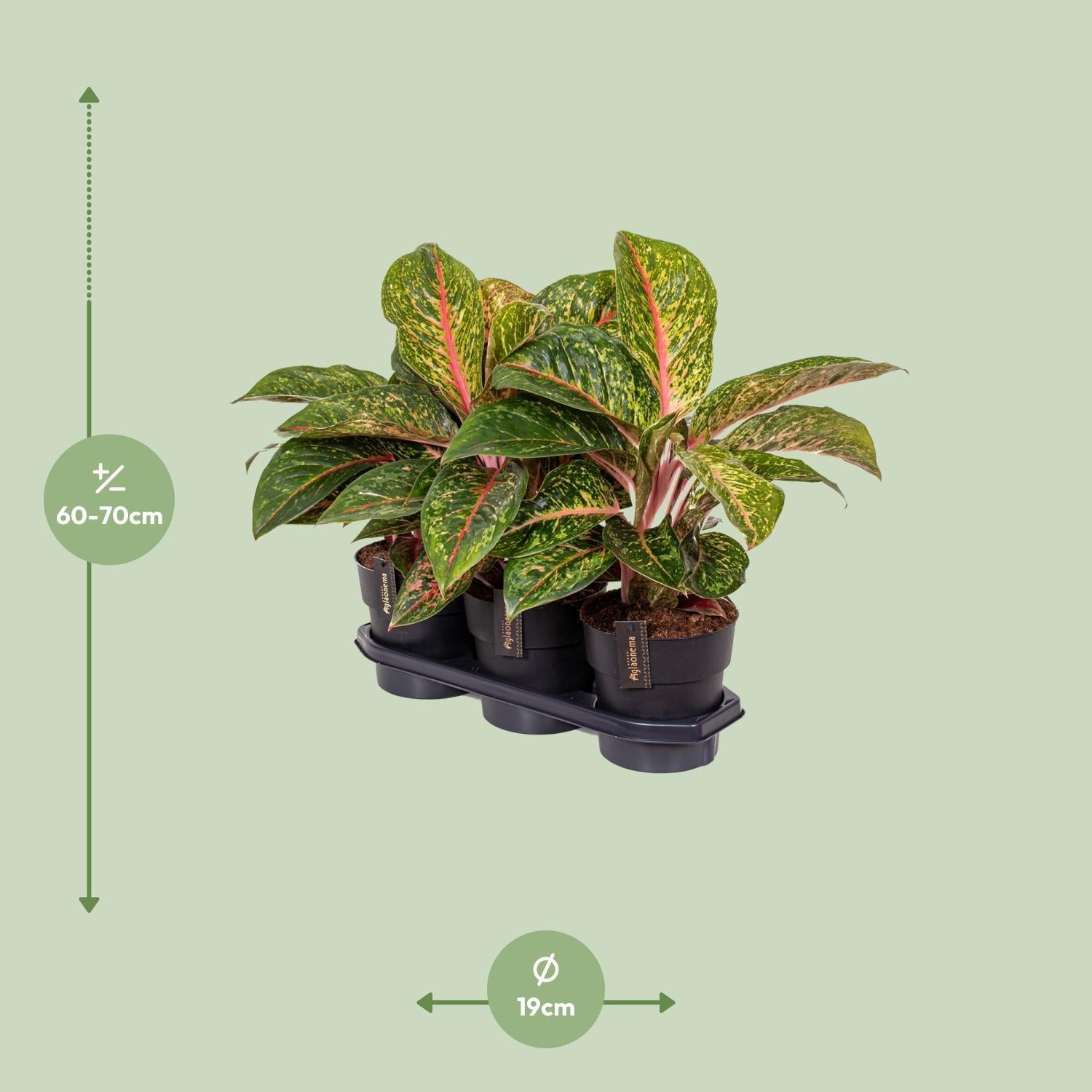 Aglaonema Lychee Red