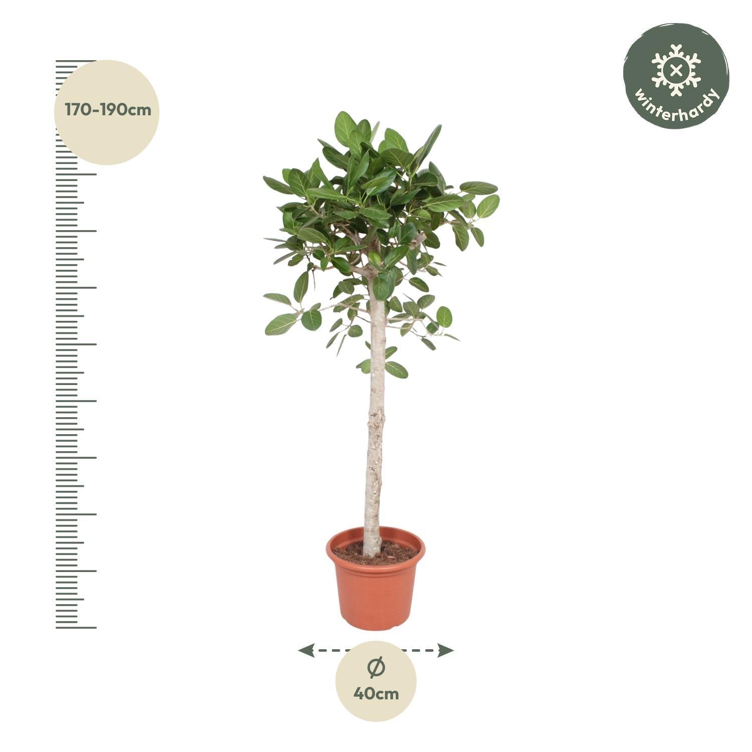 Indischer Banyanbaum Ficus Benghalensis baum - 180 cm - ø40