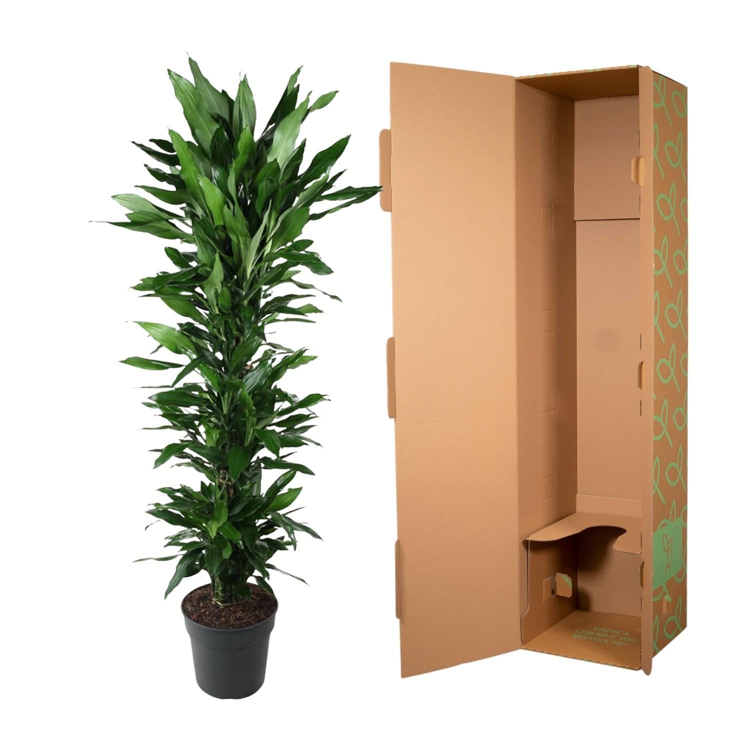 Drachenbaum Janet Lind - Dracaena Janet Lind verzweigt - 170 cm - ø34