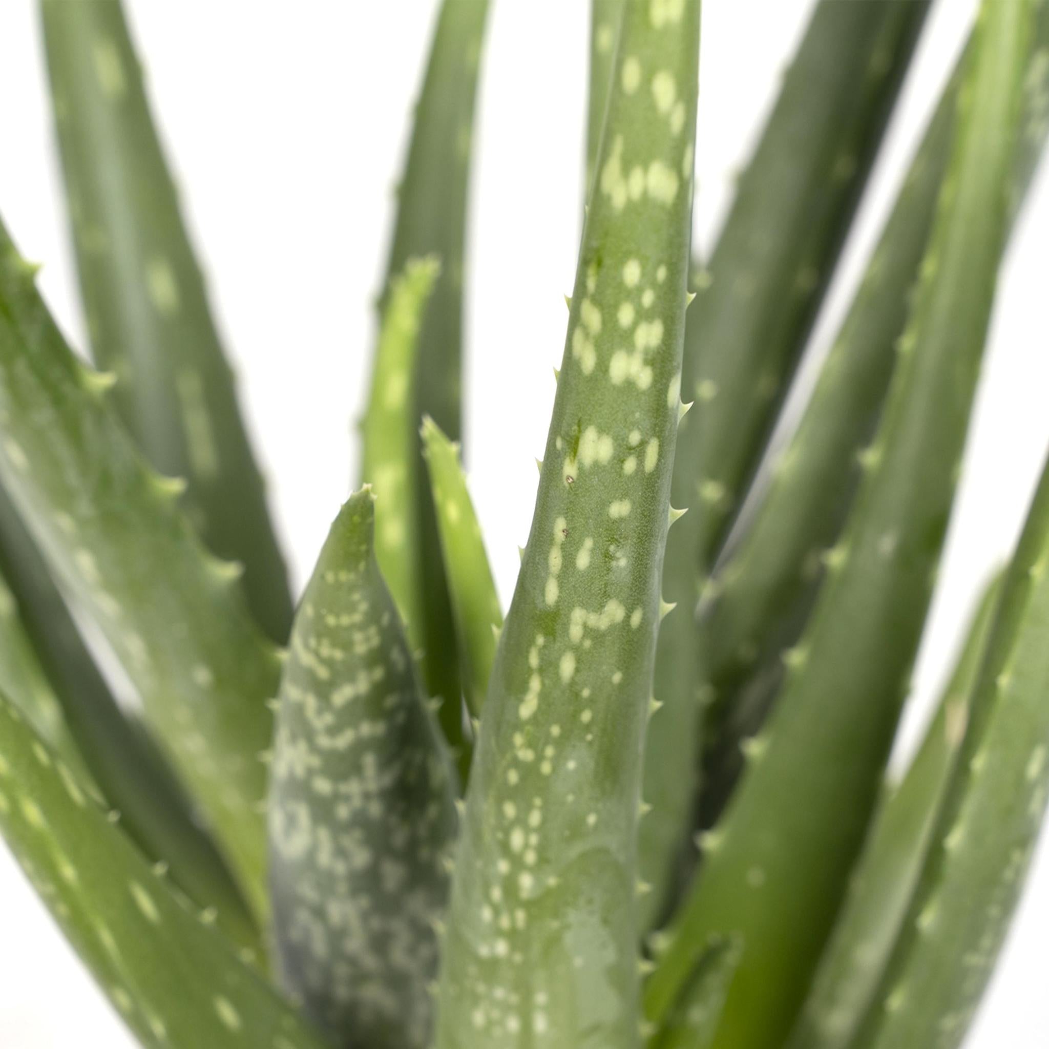 Aloe vera - Ø12 - ↨40cm