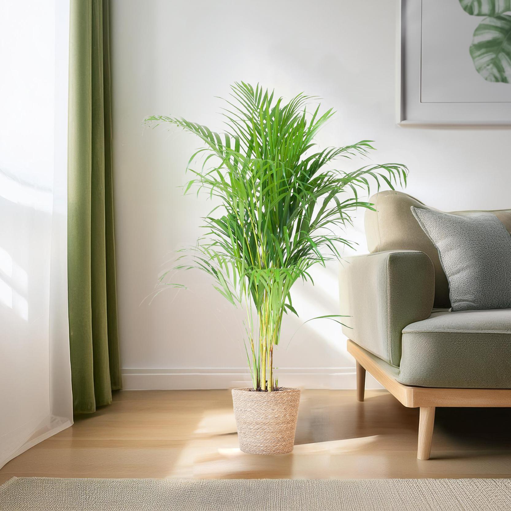 Arecapalme - Dypsis mit Korb Sofia Natur - 100cm - Ø21