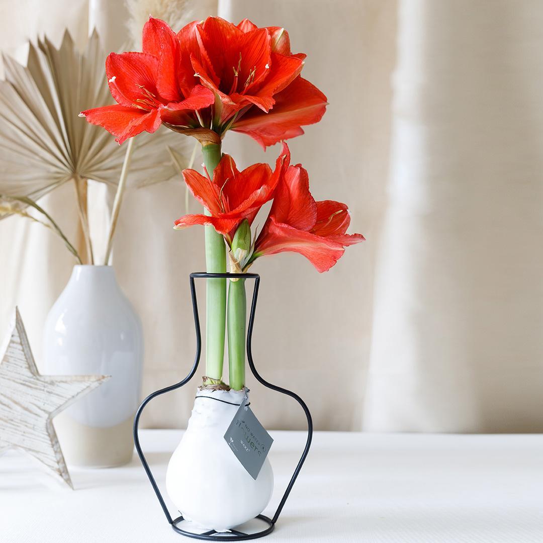 No Water Flowers® (wax amaryllis) | Formz Classic - White + Red flower