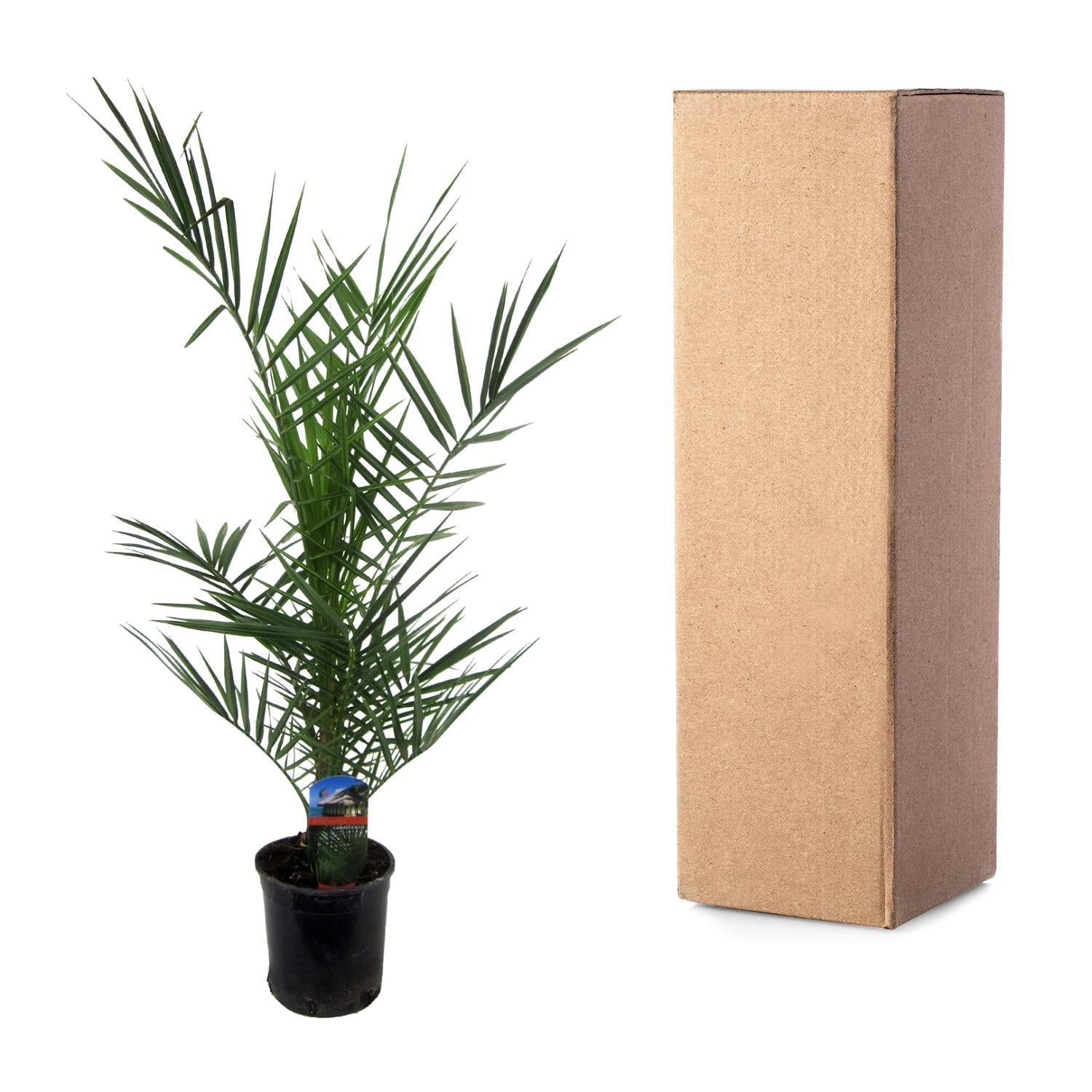 Phoenix Canariensis - 80 cm - Ø15cm