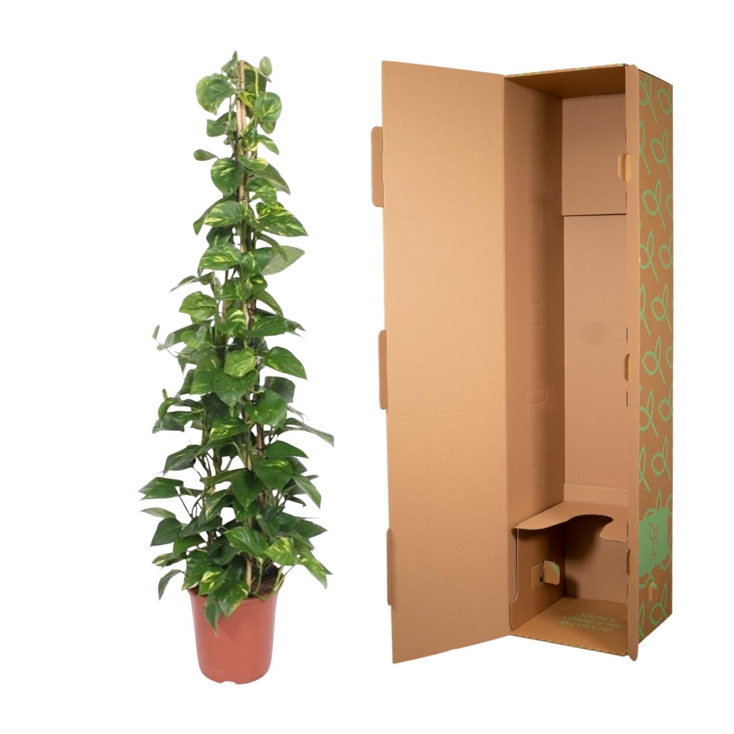 Epipremnum Aureum piramide - 160 cm - ø27